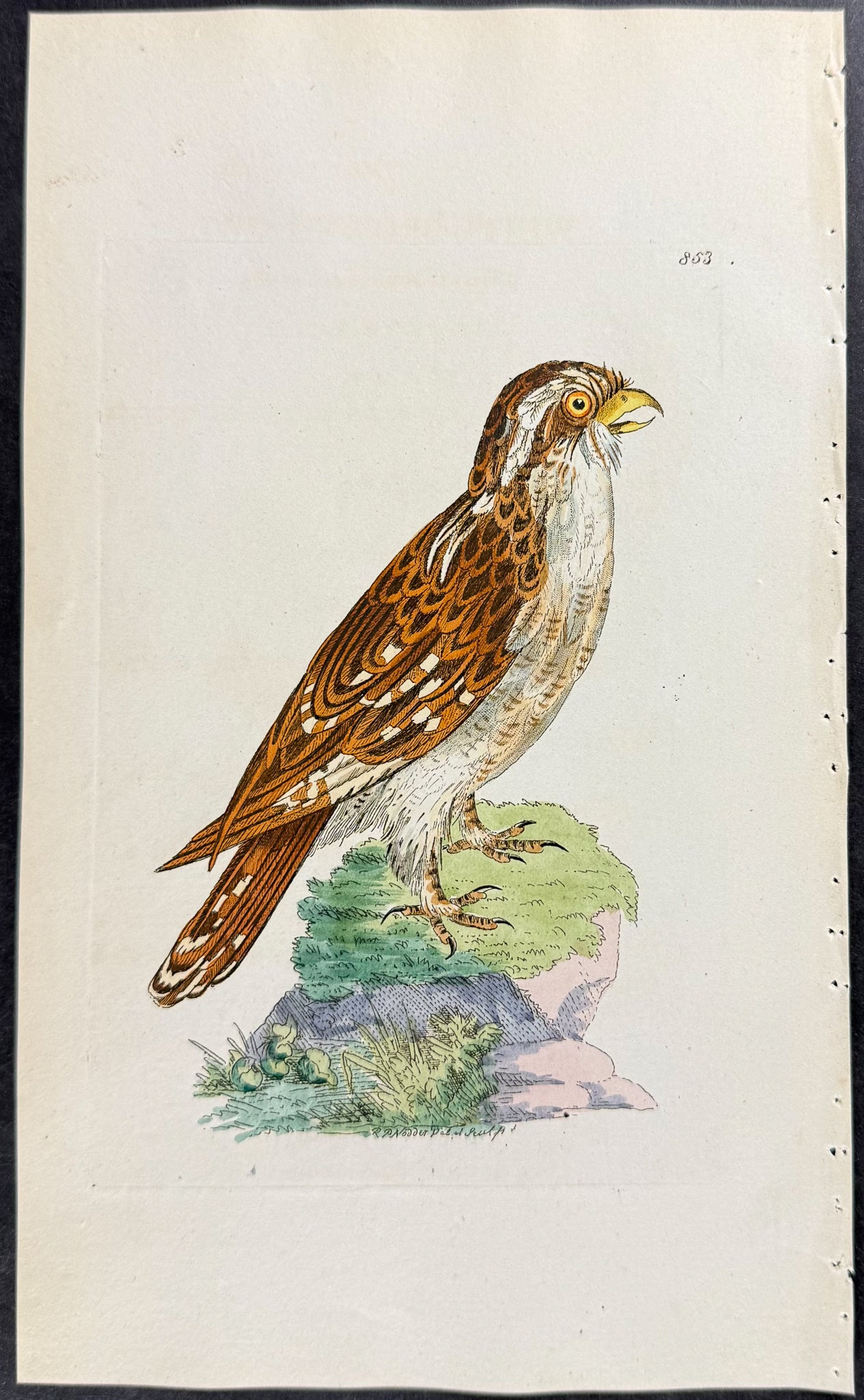White-browed Owl