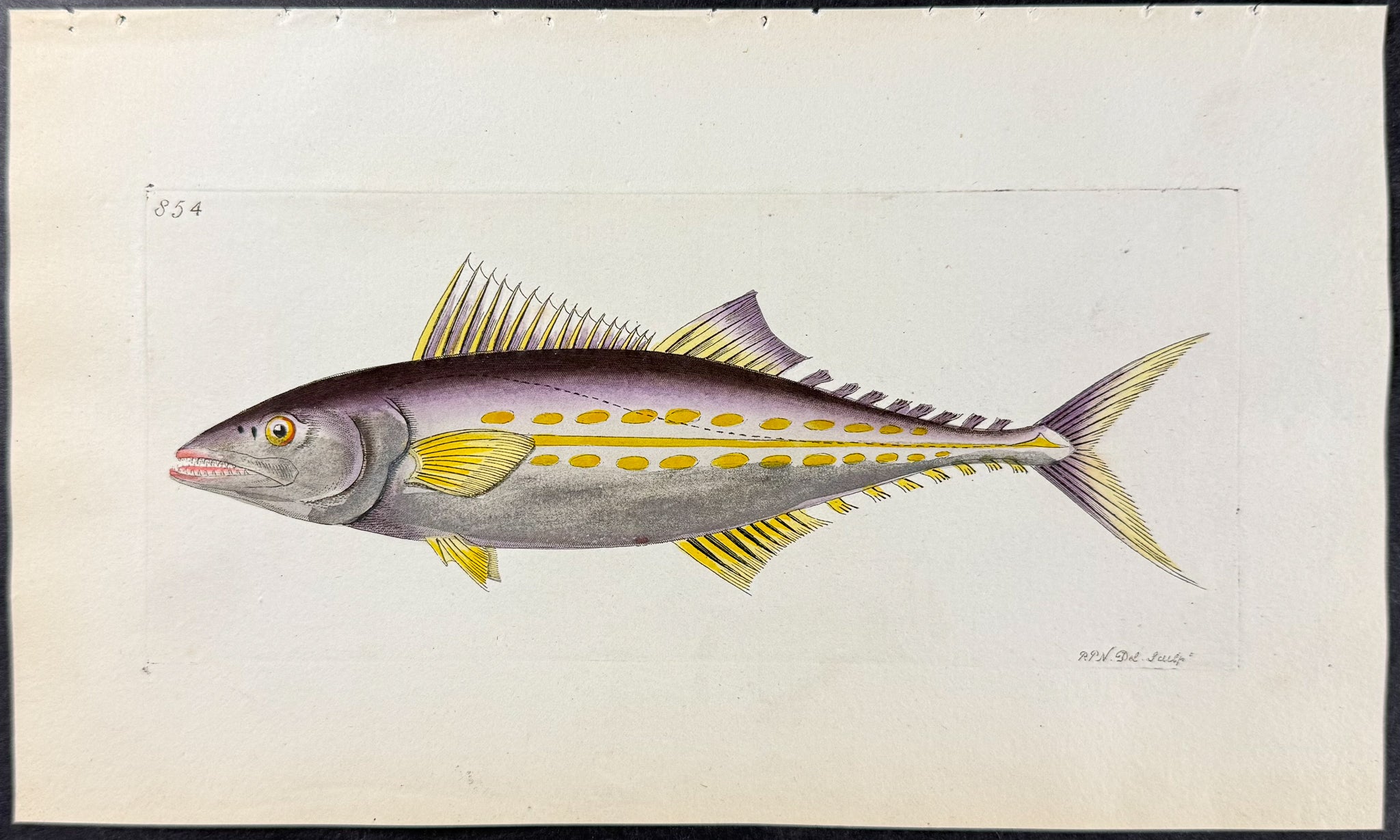 Thazard Mackrel
