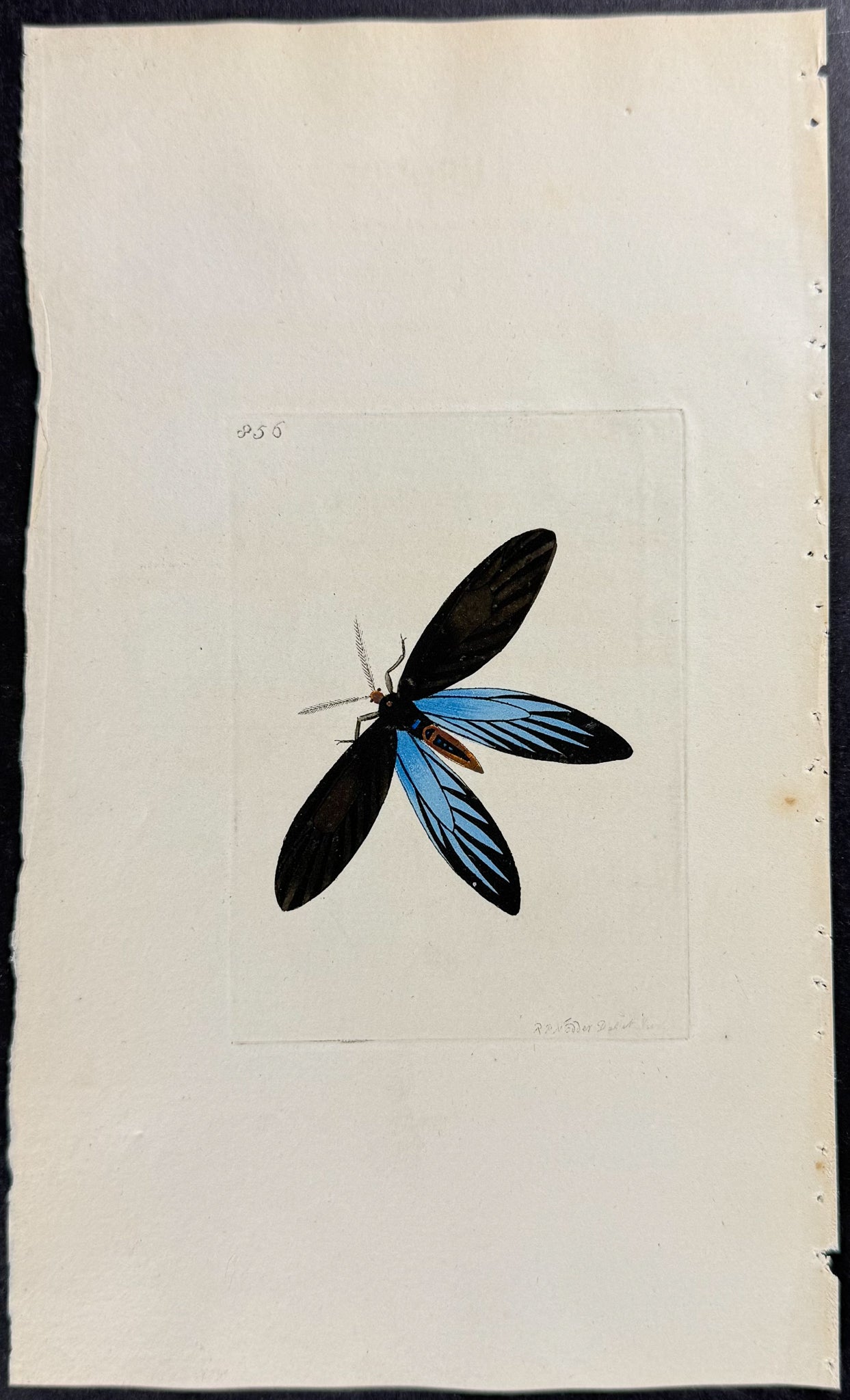 Rhodope Moth