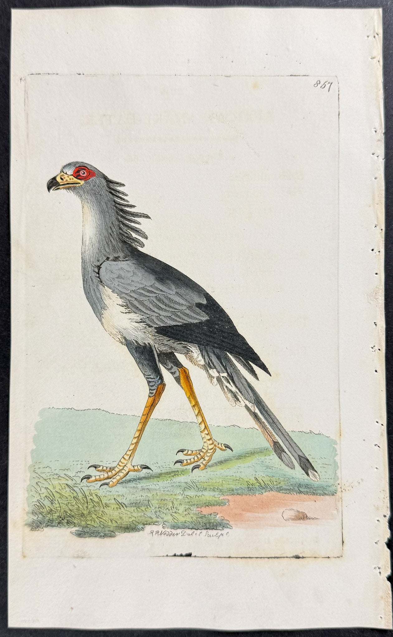 African Snake-Eater or Secretary Bird