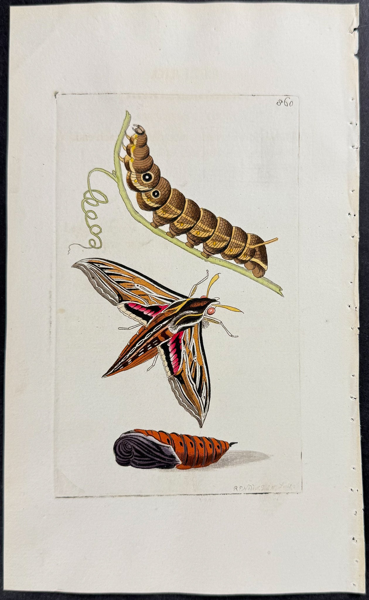 Celerio Moth Metamorphosis