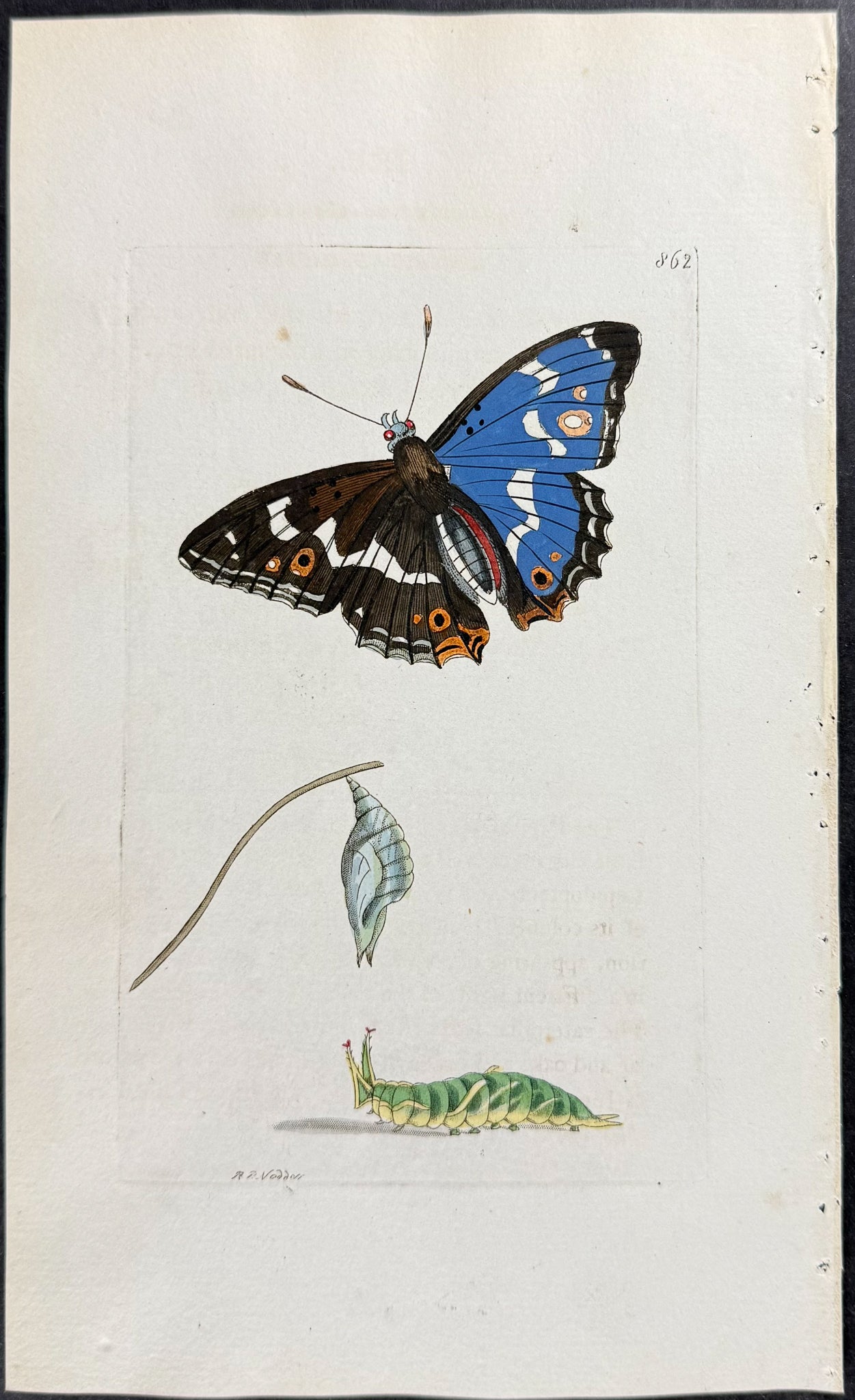 Iris Butterfly Metamorphosis