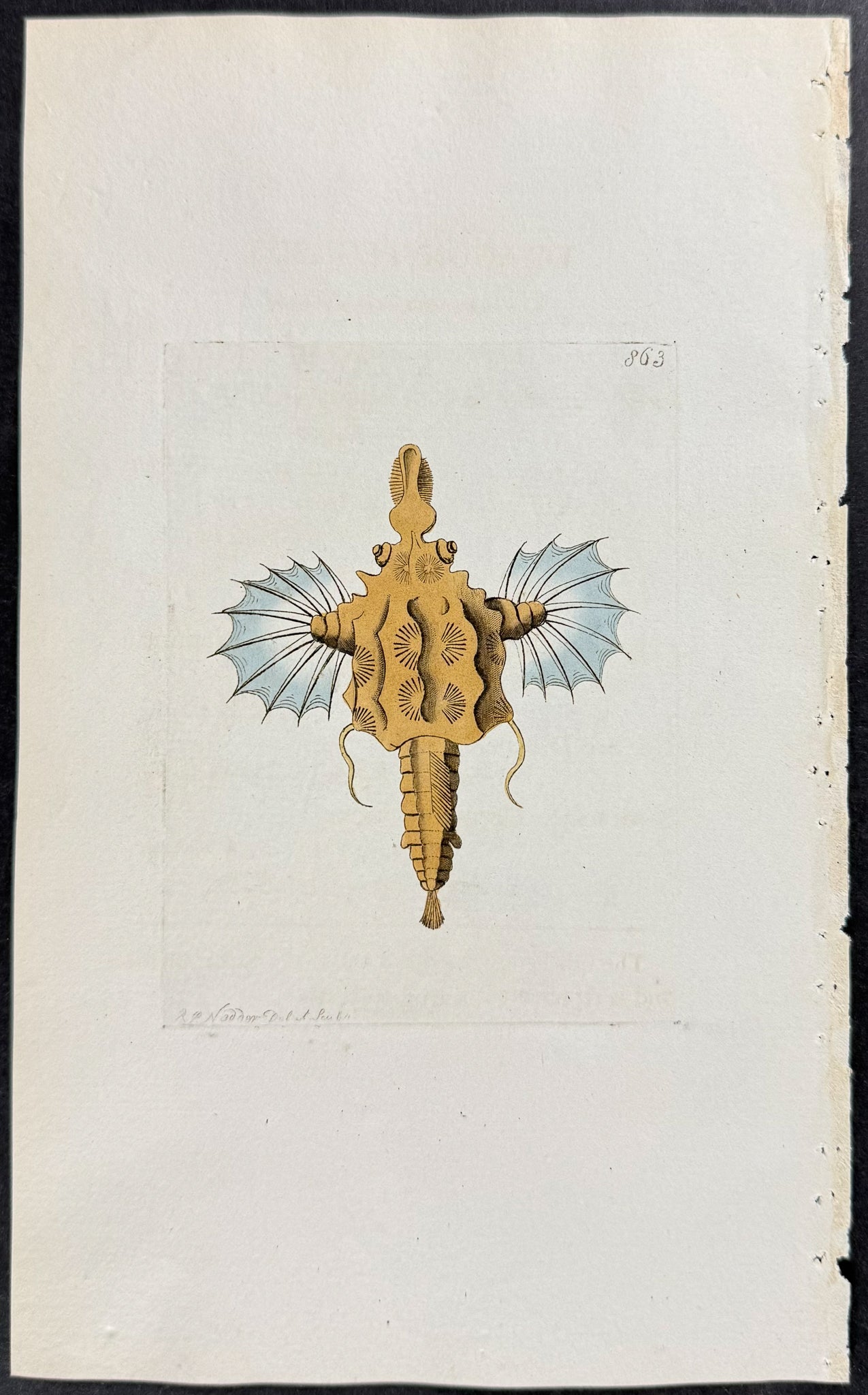 Dragon Pegasus