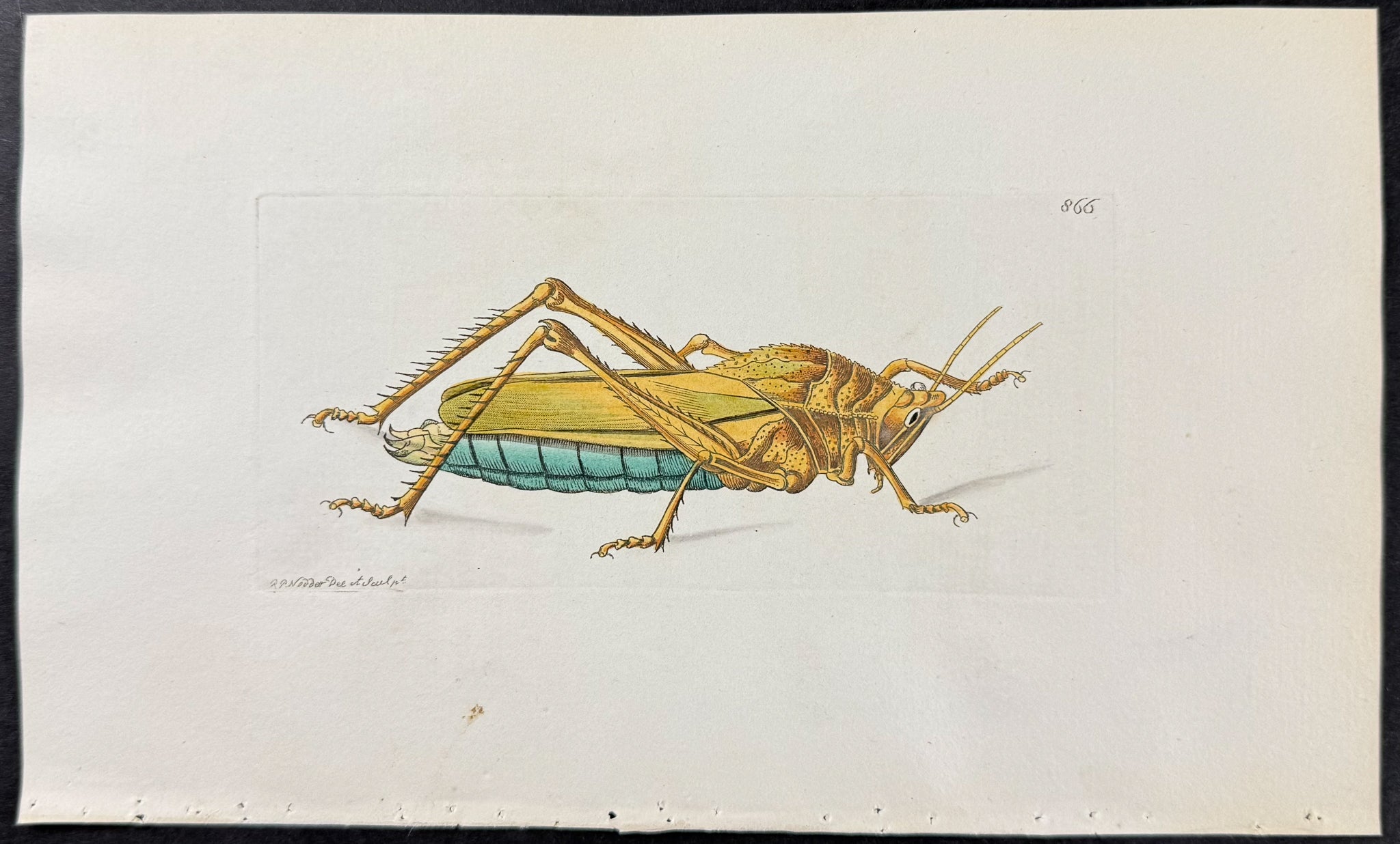 Serrated Locust