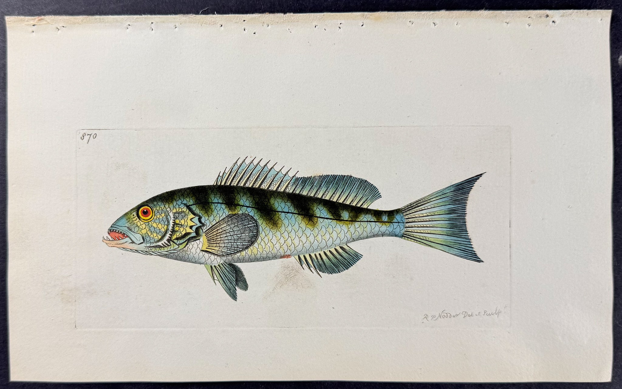 Greenish Holocentrus