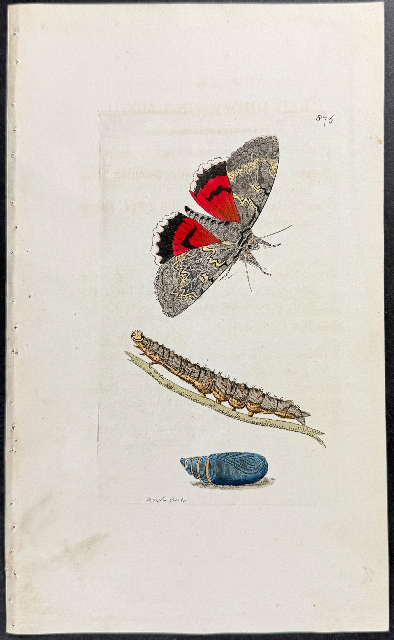 Red Underwing Moth