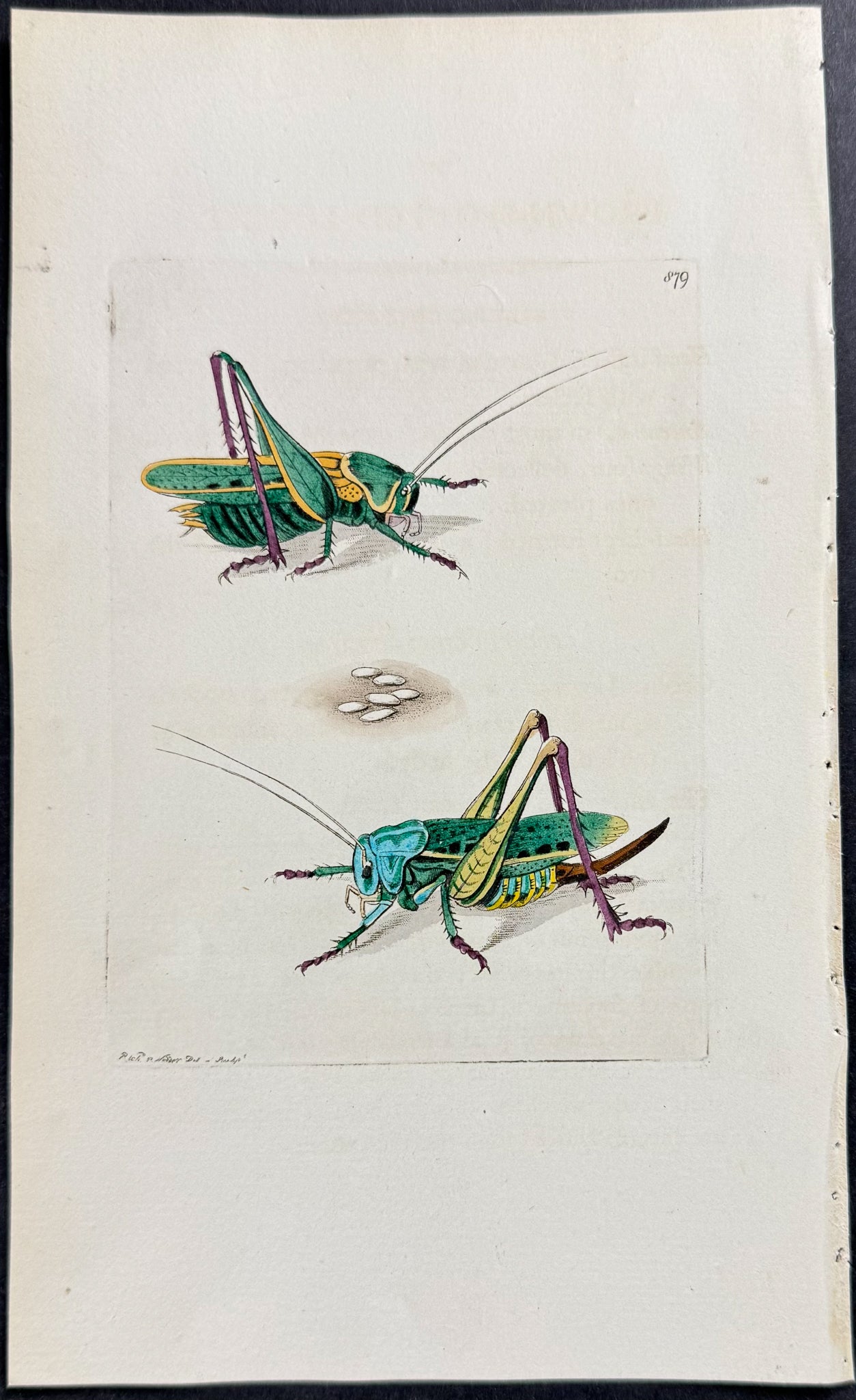 Brown-spotted Locust