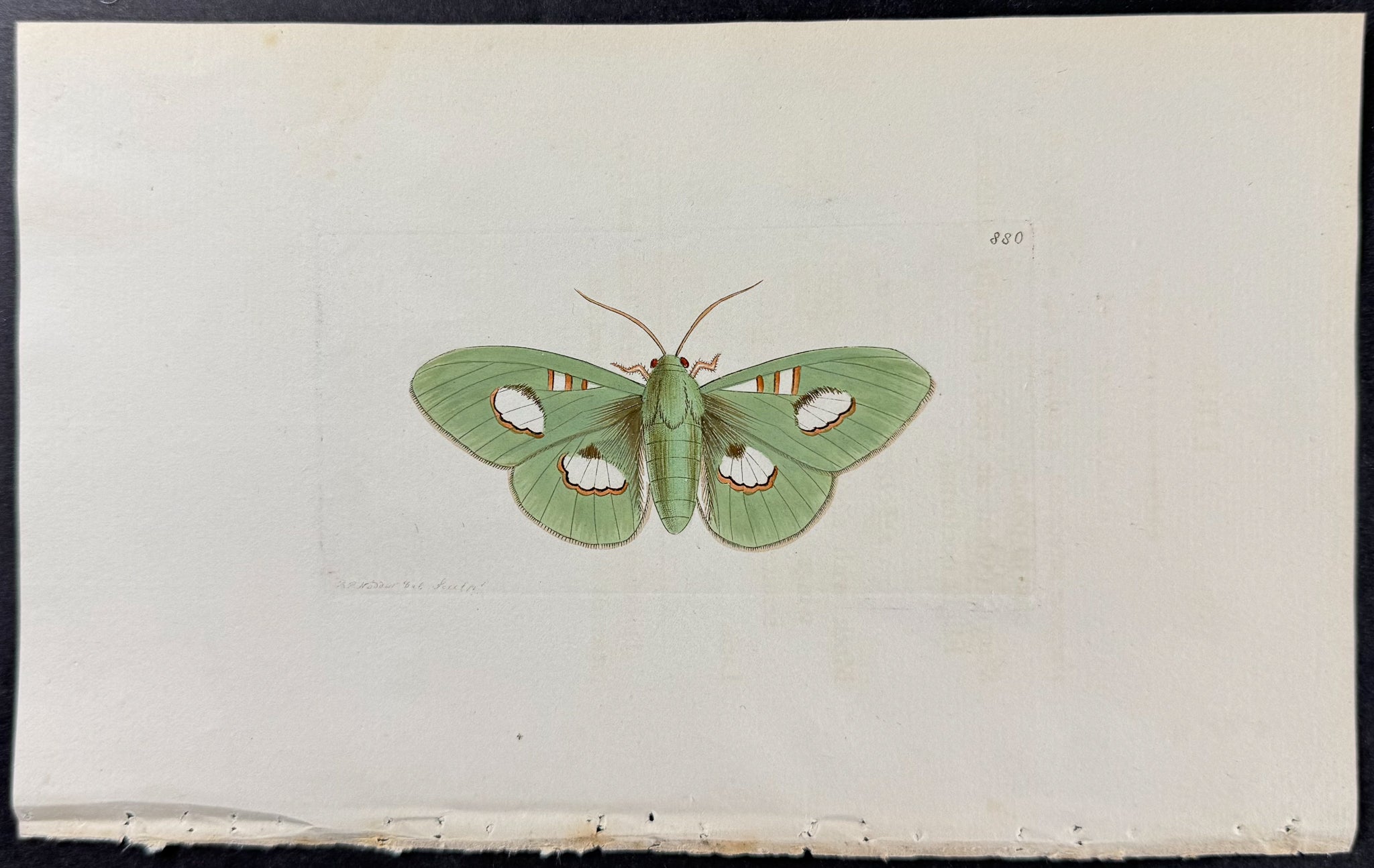 Phalaena Liris Moth