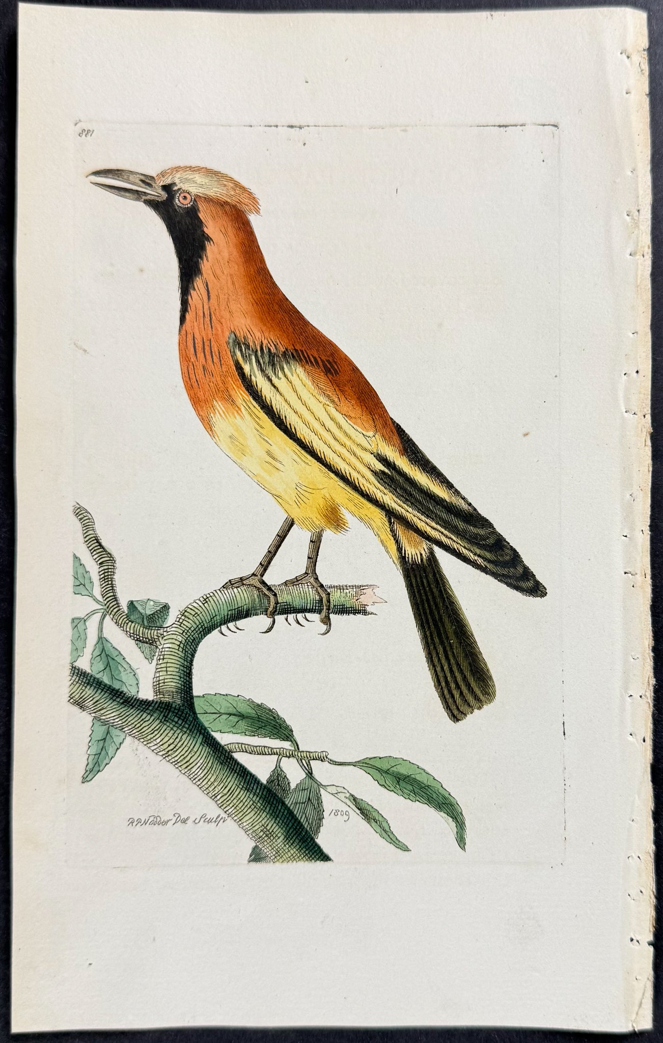Orange Paradise-Bird