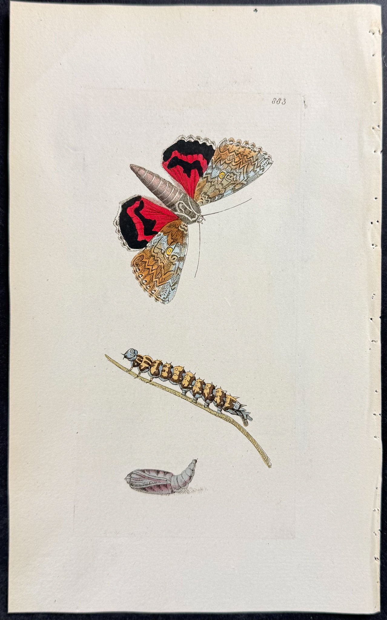 Crimson Underwing Moth