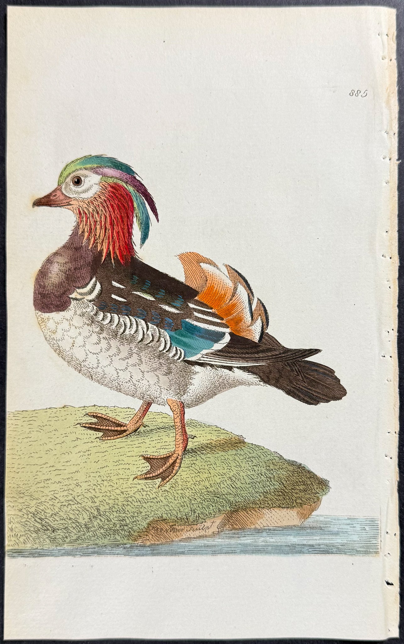 Chinese Teal