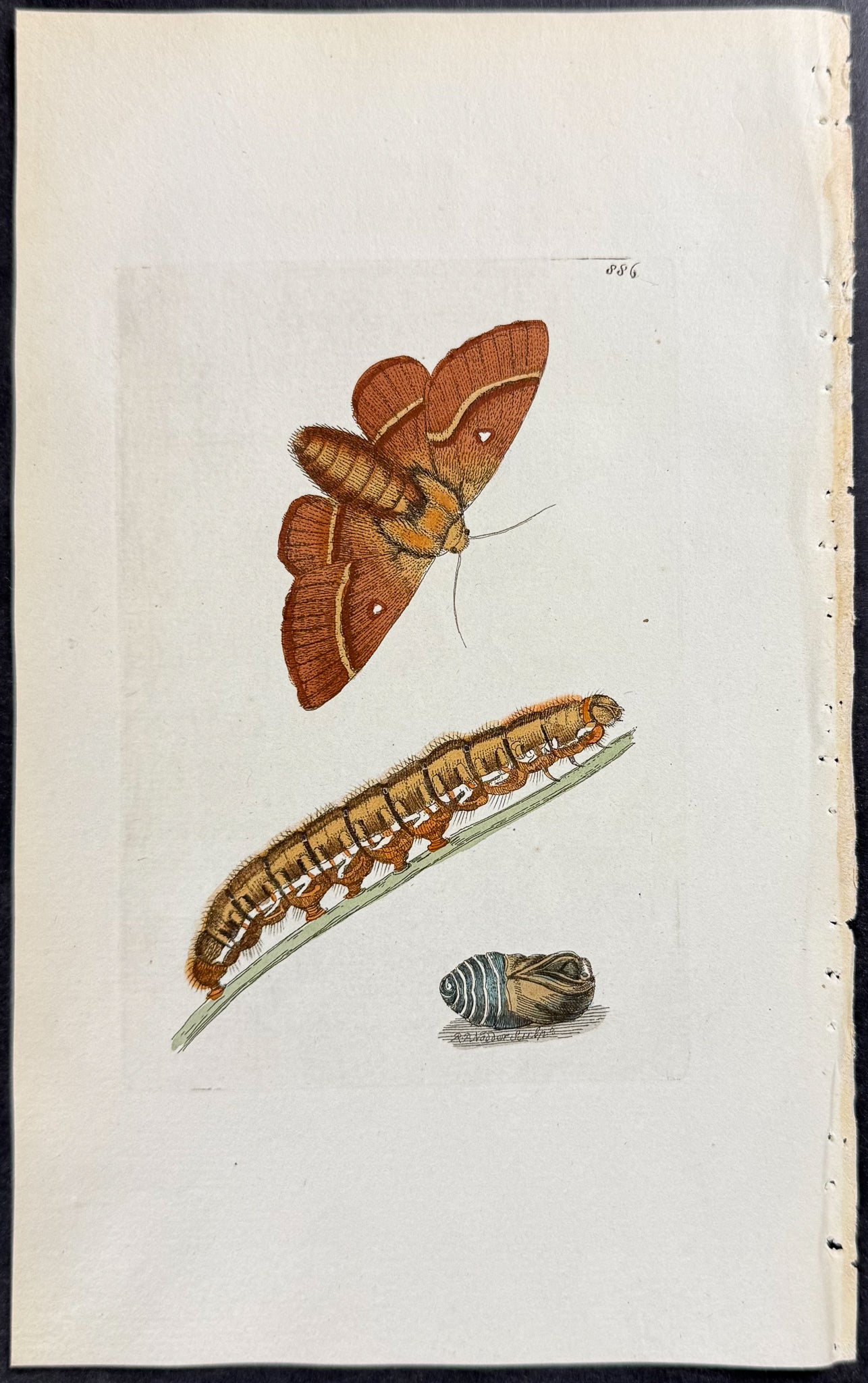 Great Egger Moth