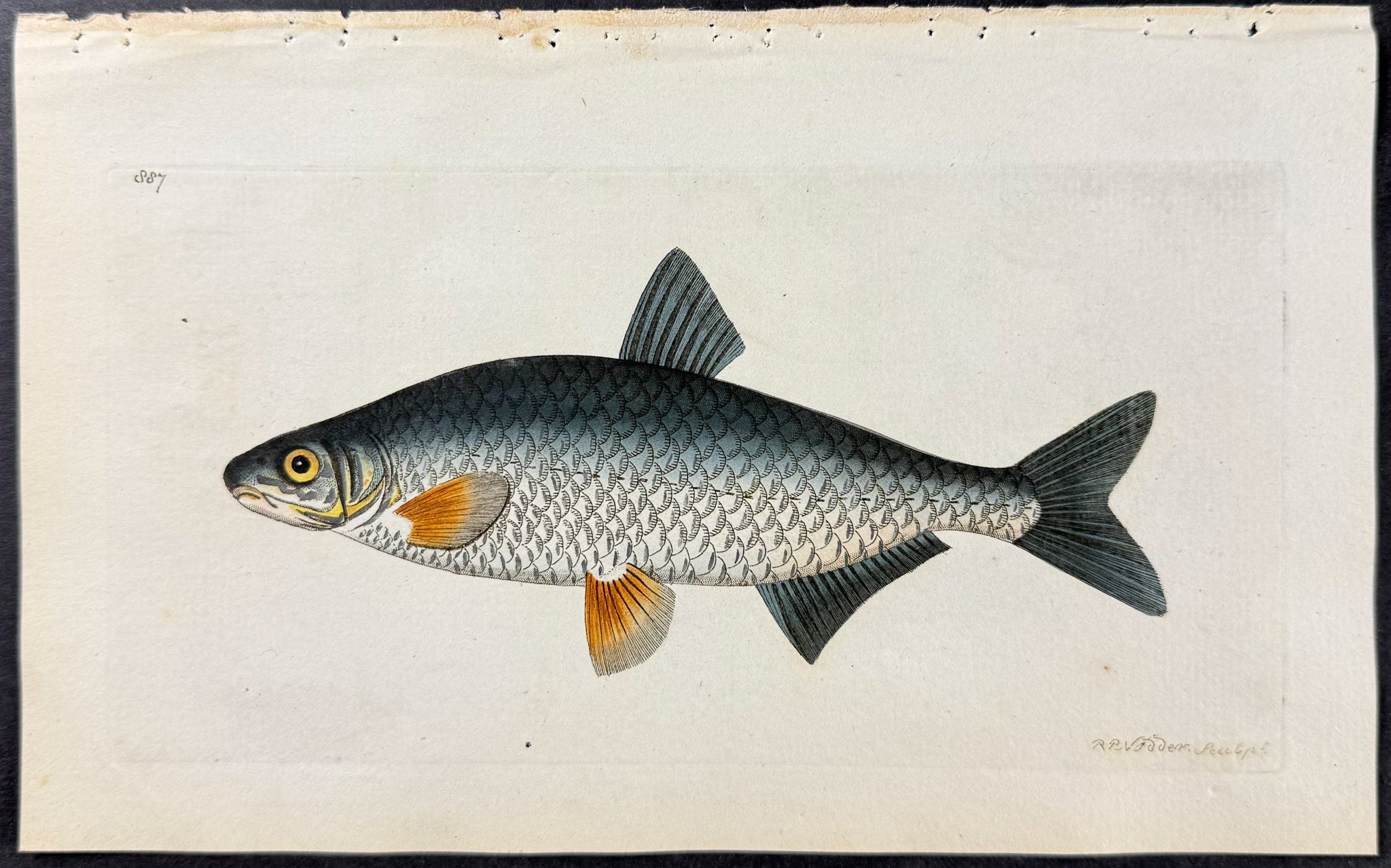 Vimba Carp