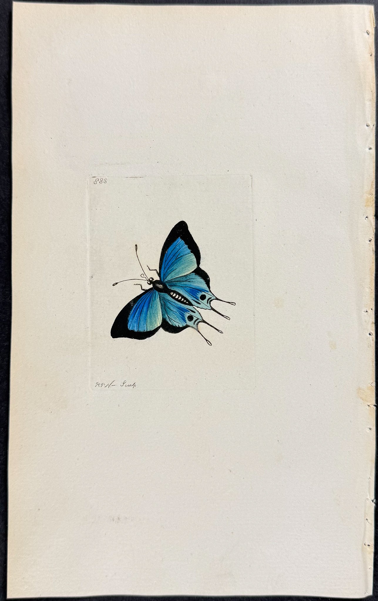 Papilio Marsyas Butterfly
