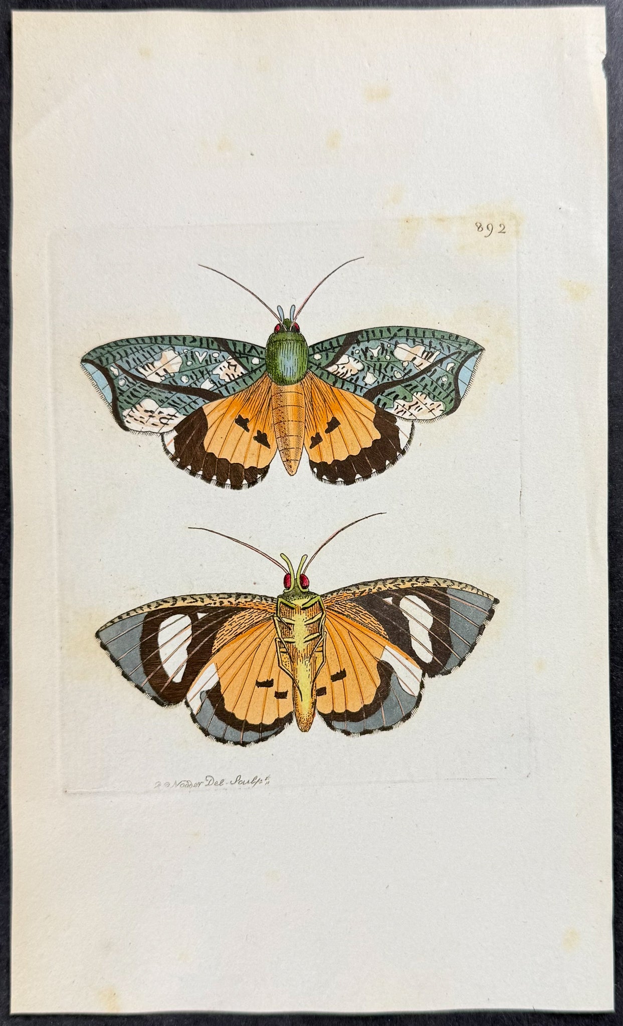 Phalaena Hypermnestra Moth