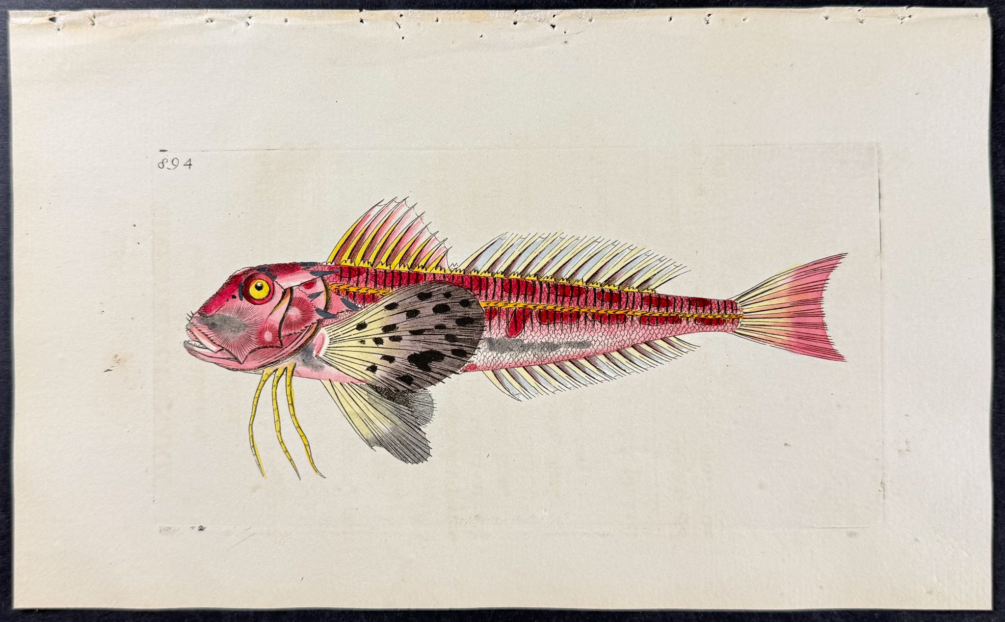 Lineated Gurnard