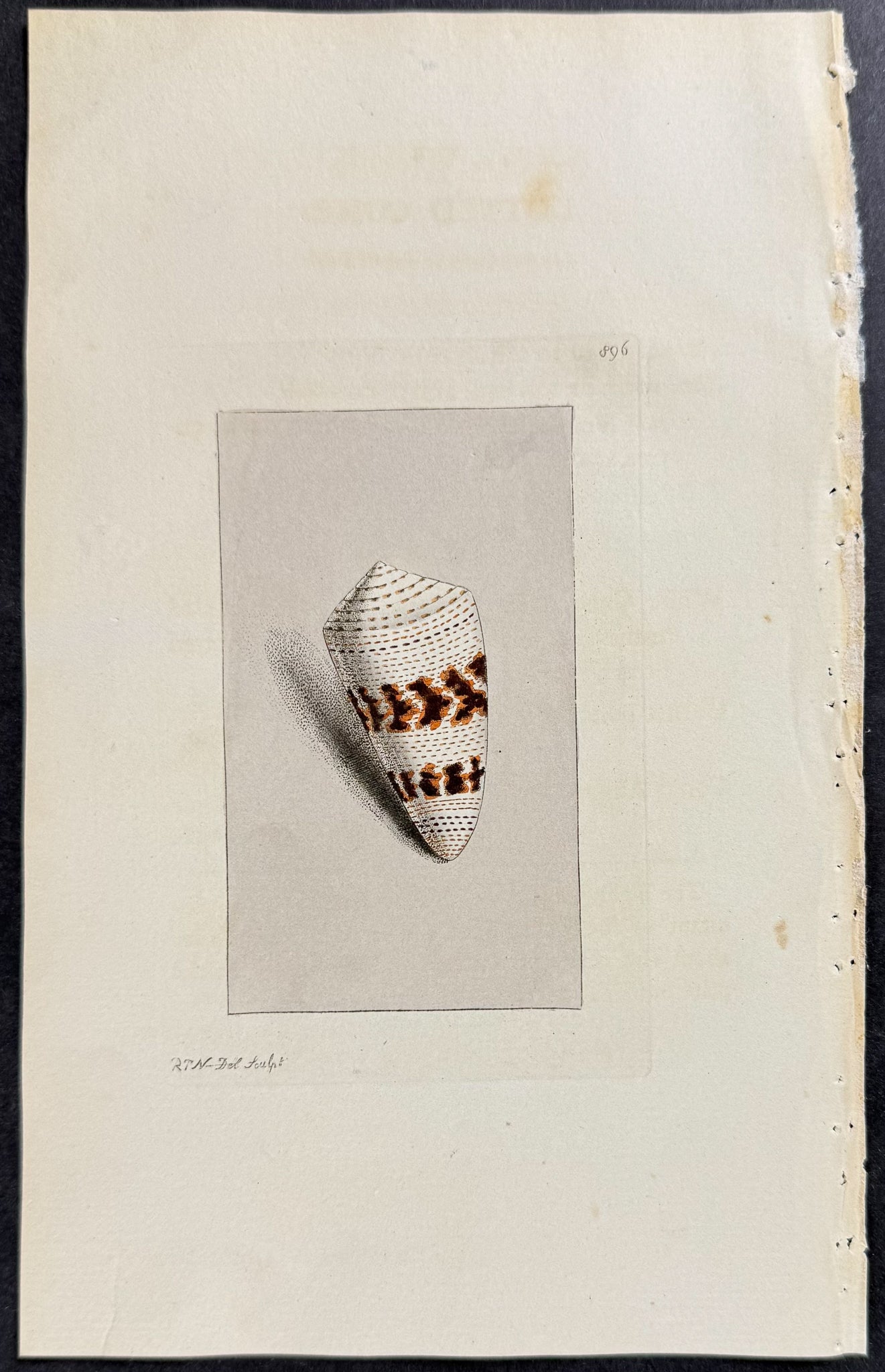 Dotted Cone Shell