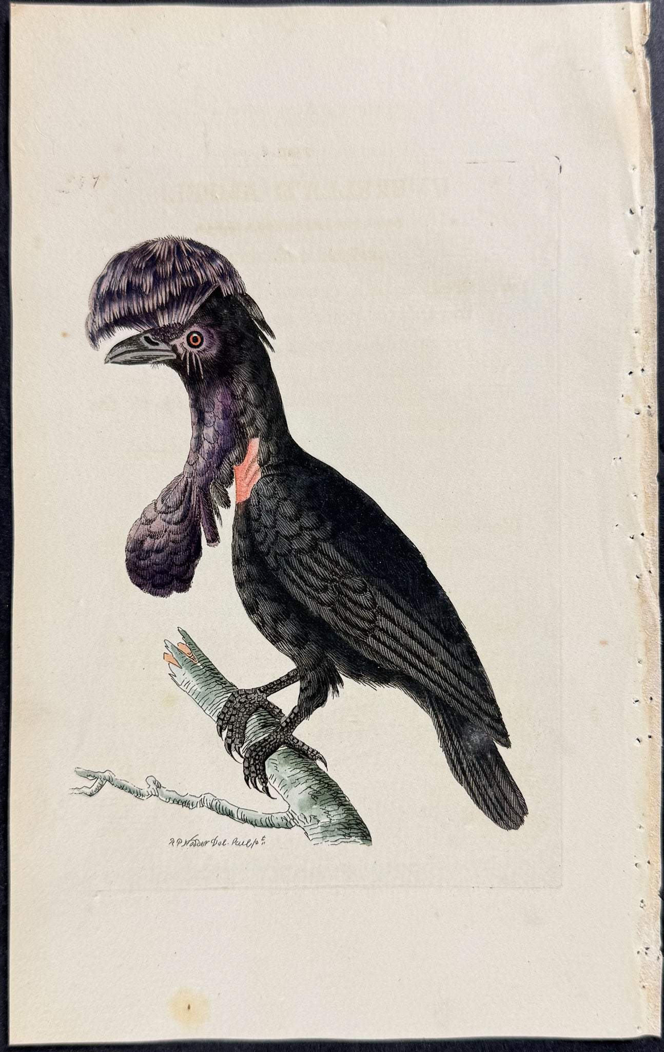 Umbrella'd Ampelis Bird