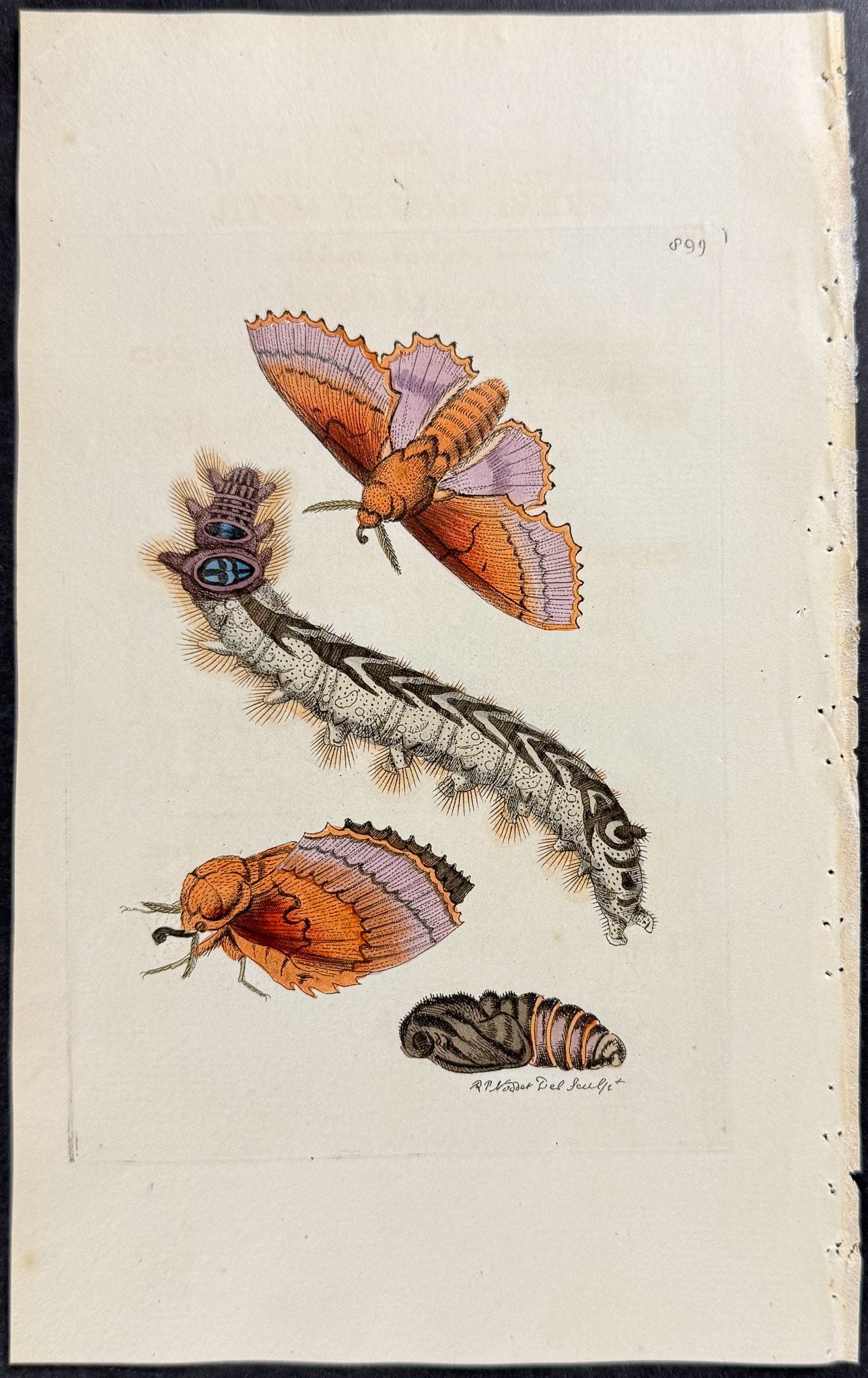 Great Lappet Moth Metamorphosis