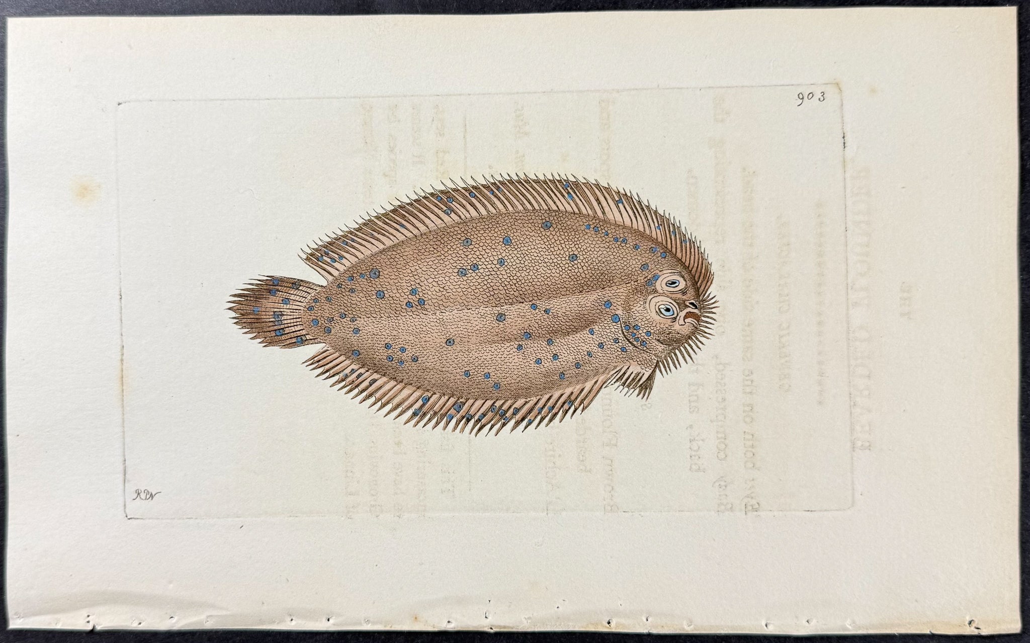 Bearded Flounder