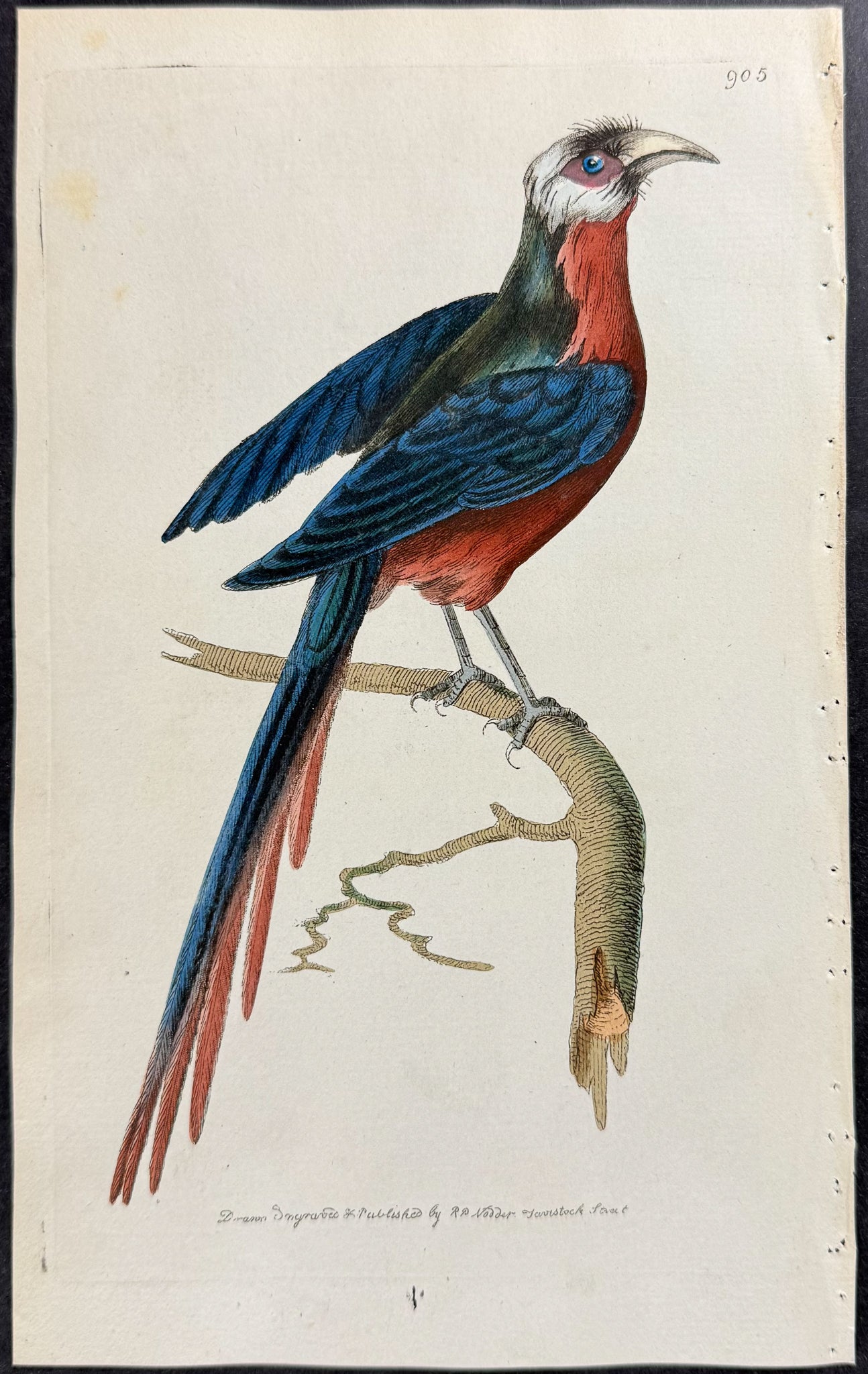 Curve-billed Cuckow