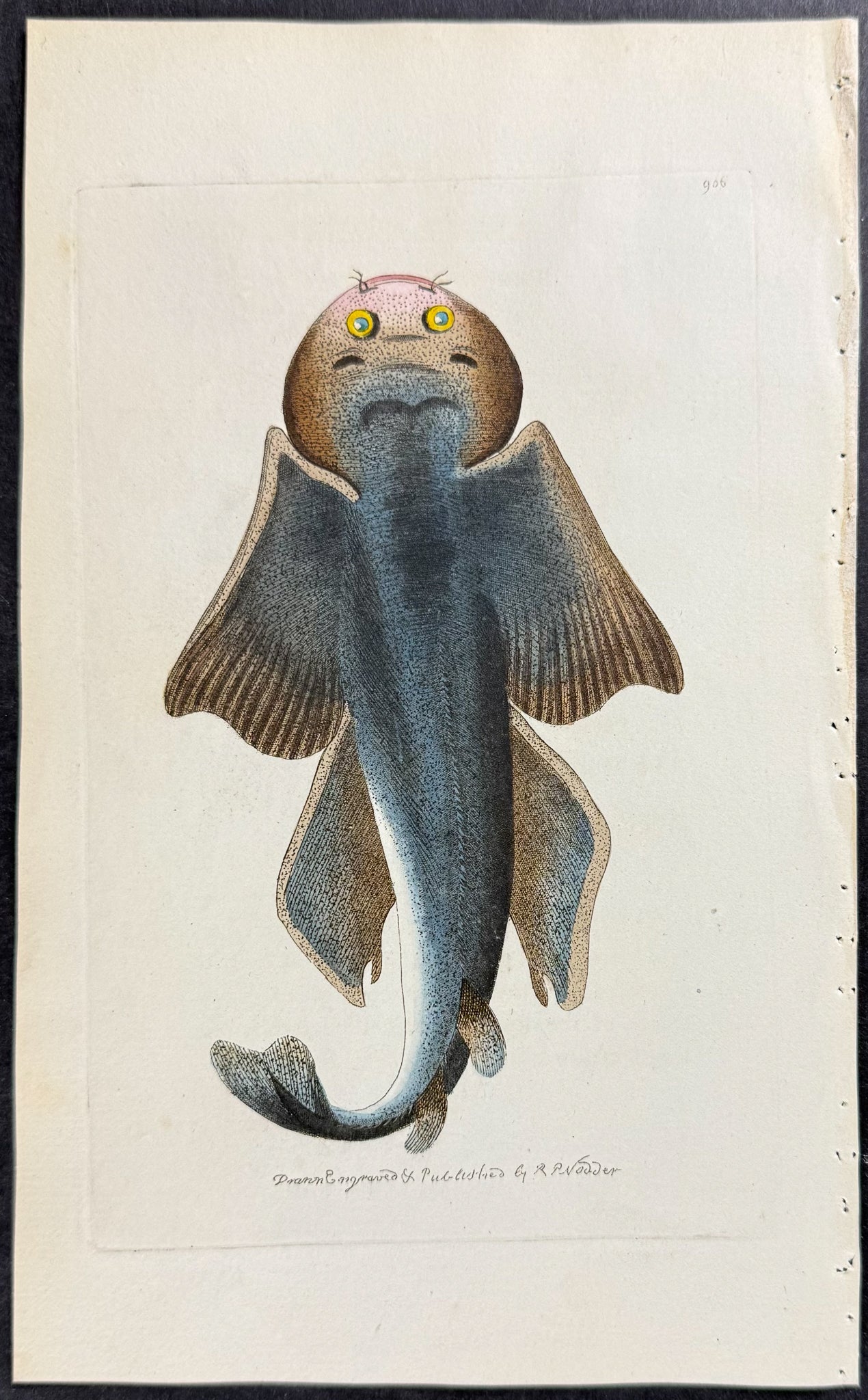 Angel Shark