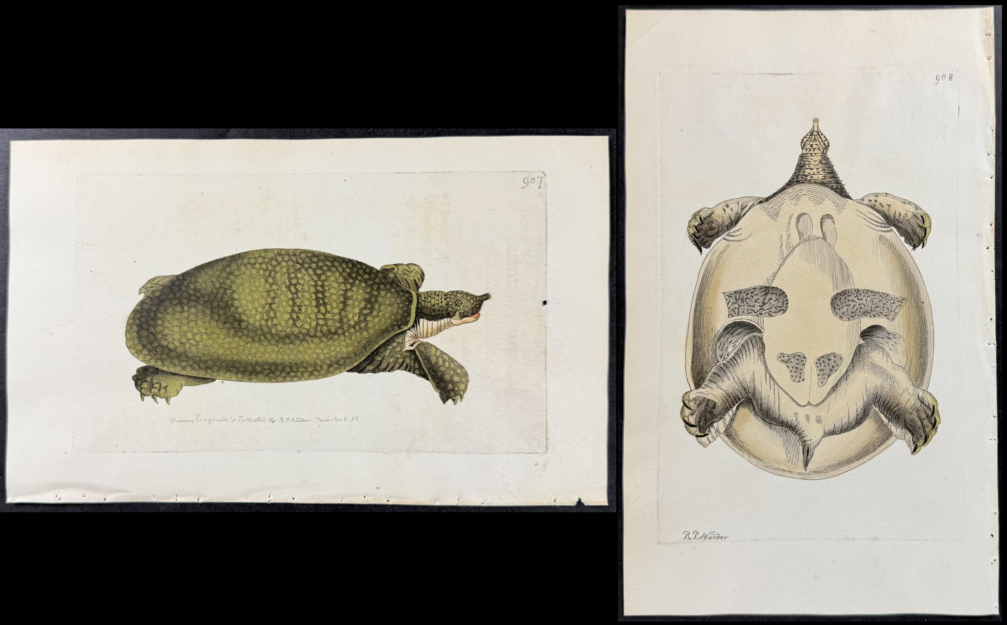 Pair of Nilotic Tortoise (Turtle) Engravings
