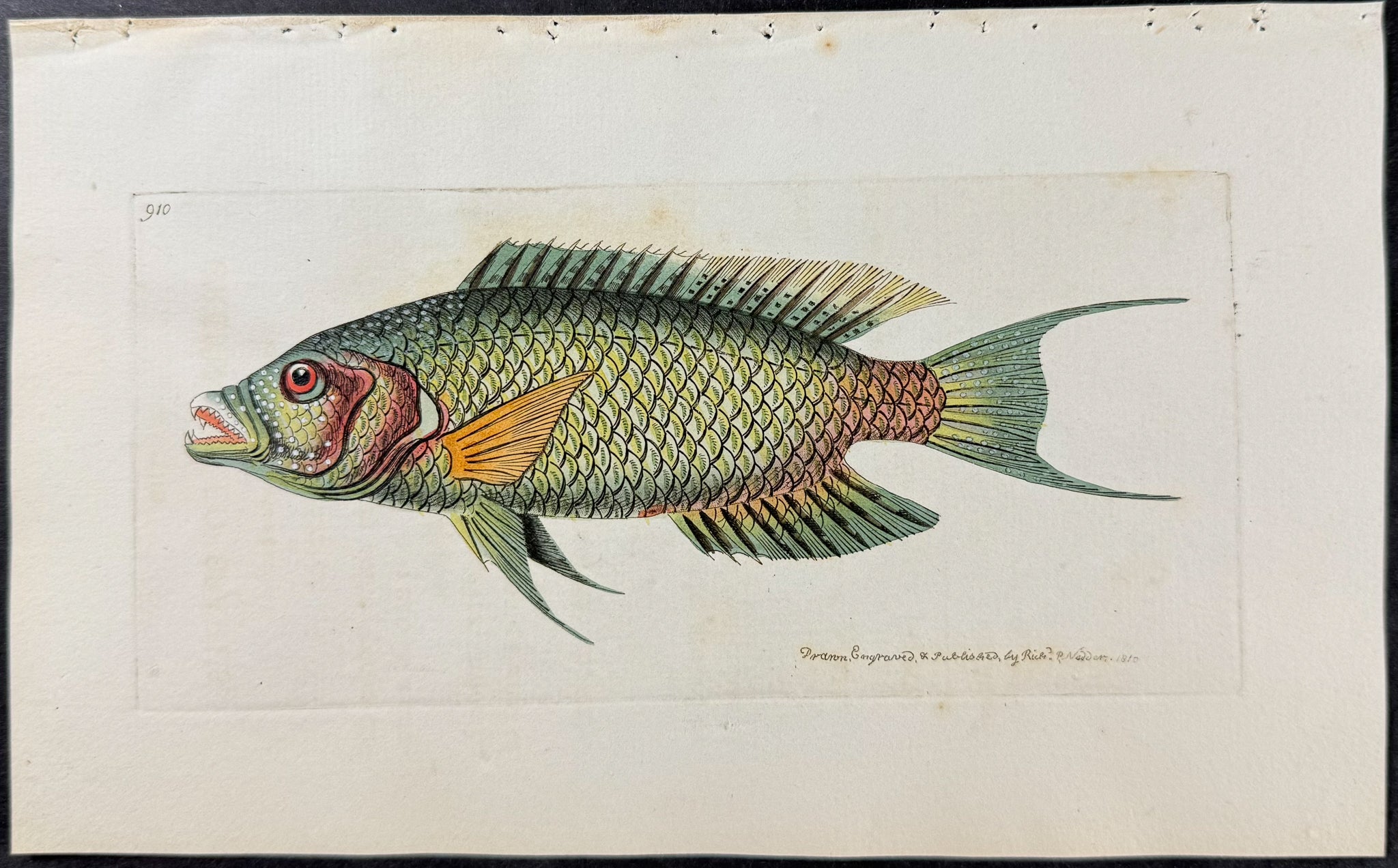 Green-tailed Sparus
