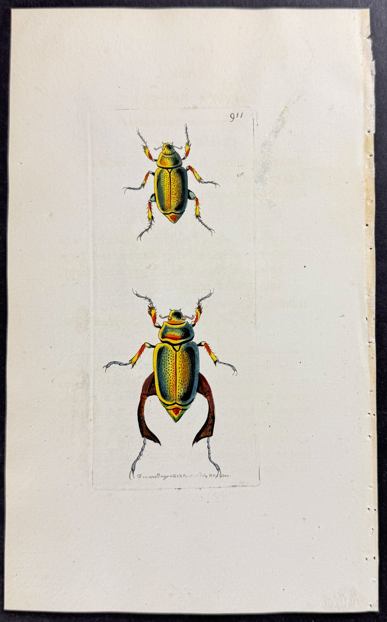 Loxa Beetle