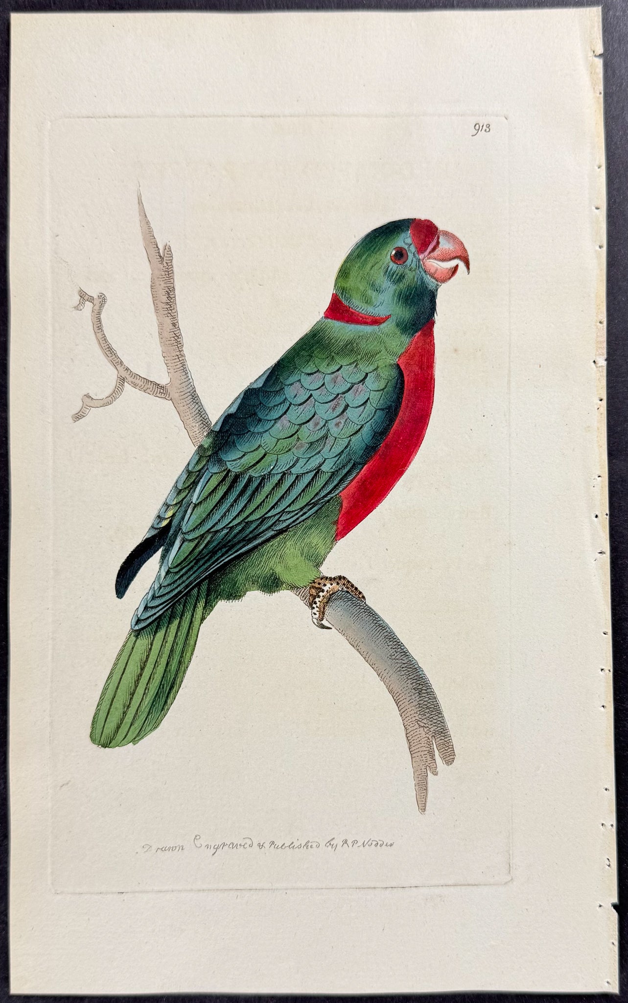 Red-naped Parrakeet