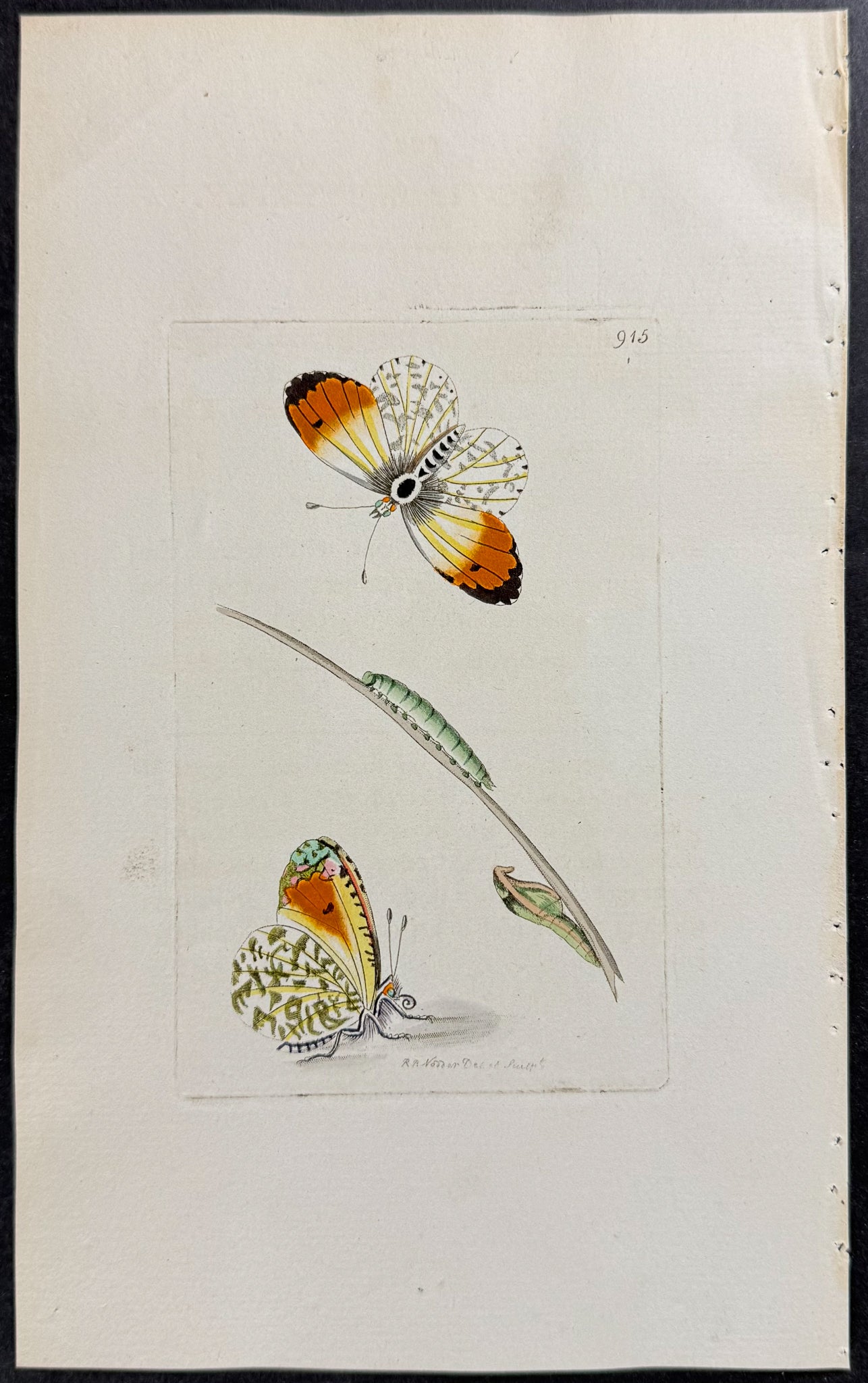 Orange-tip Butterfly