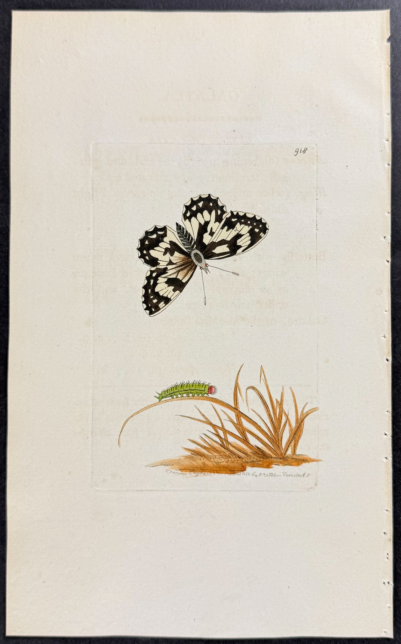 Galatea Butterfly