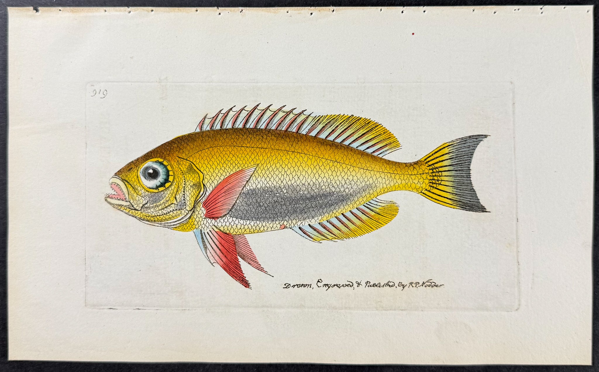 Silver-eyed Sparus