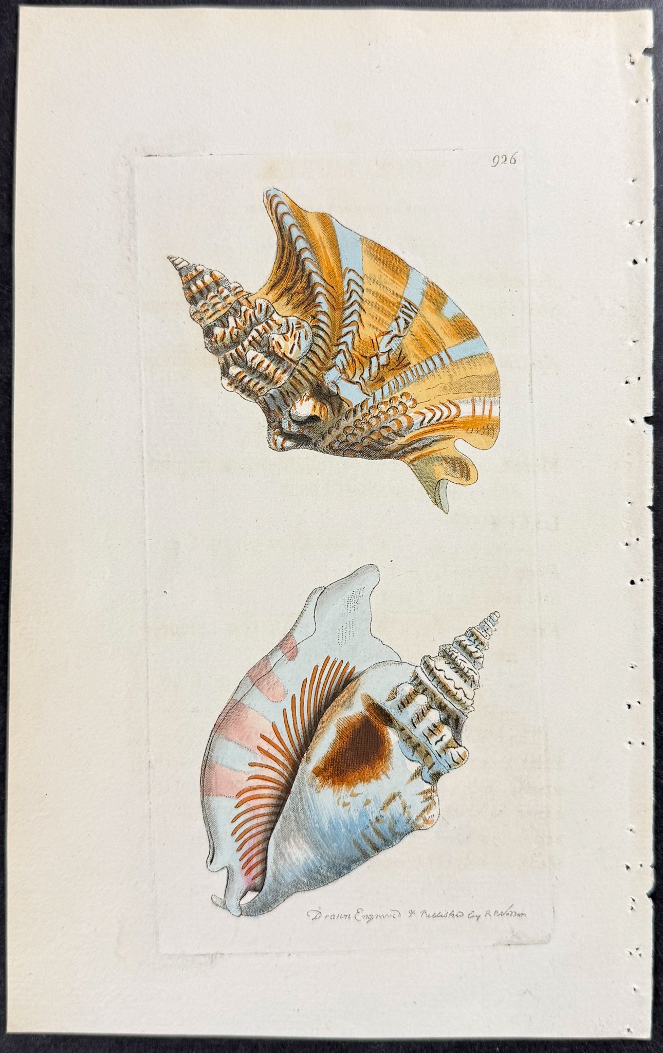 Ear Strombus Shell
