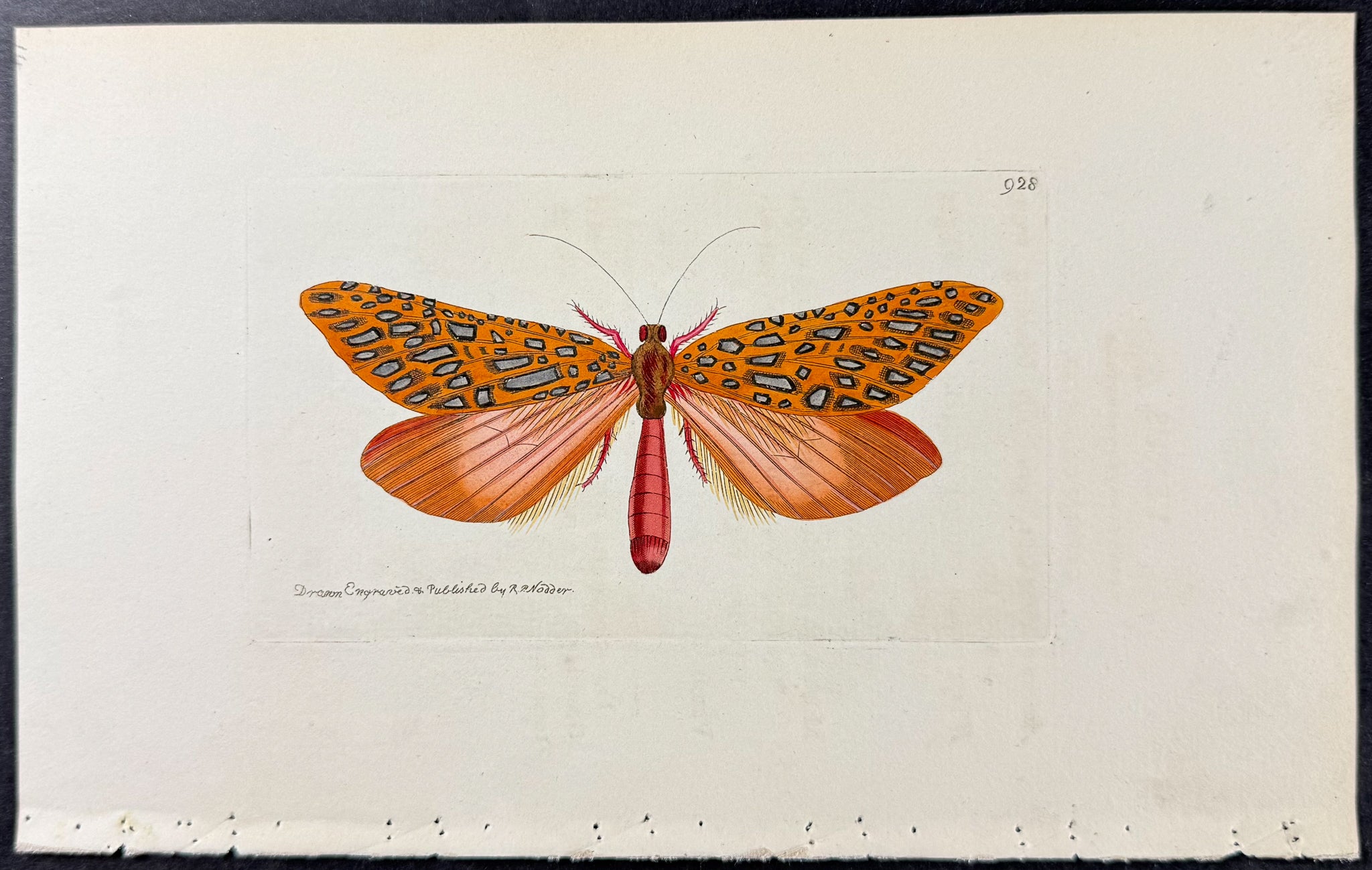 Phalaena Venus