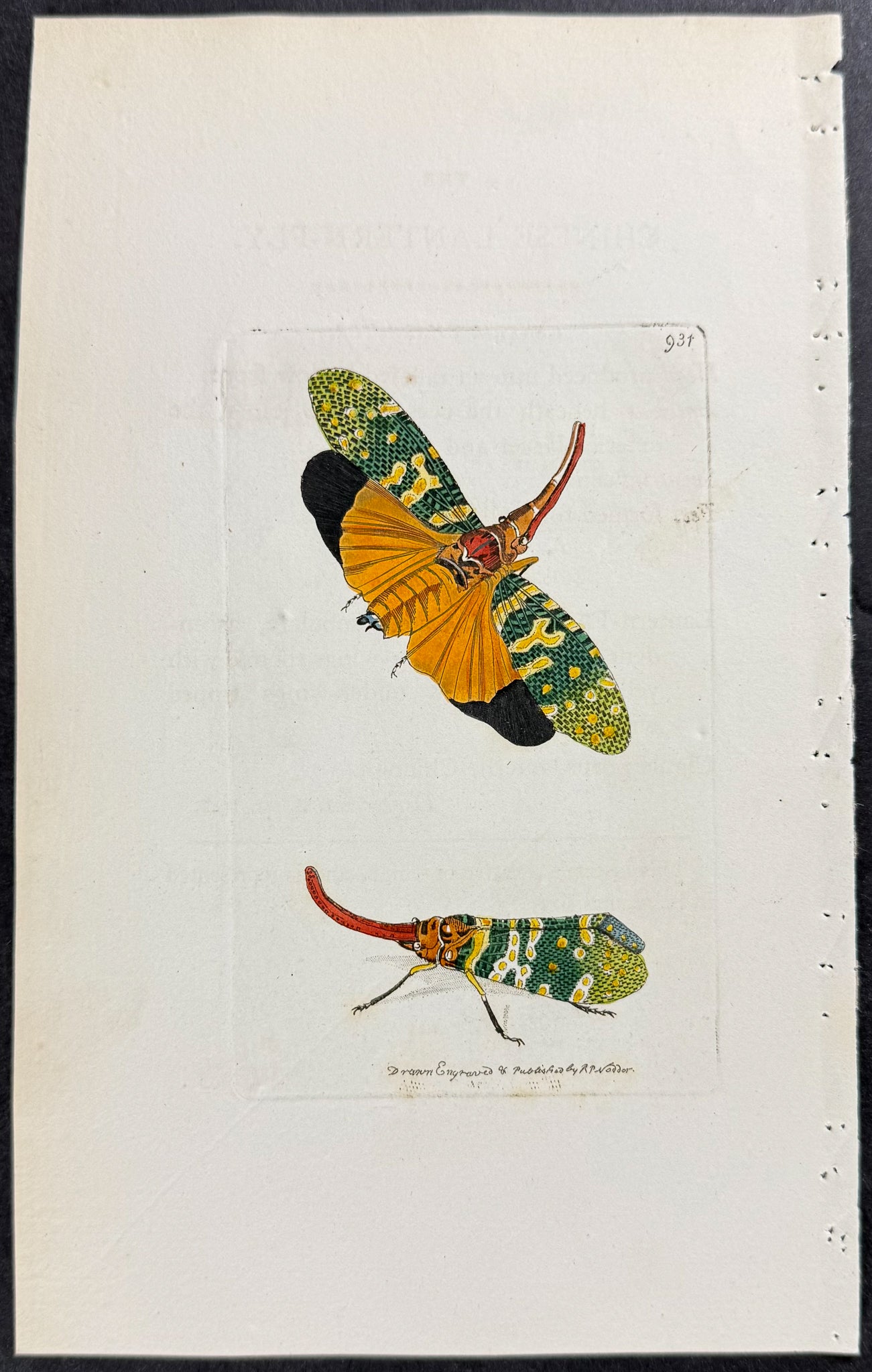 Chinese Lantern-Fly