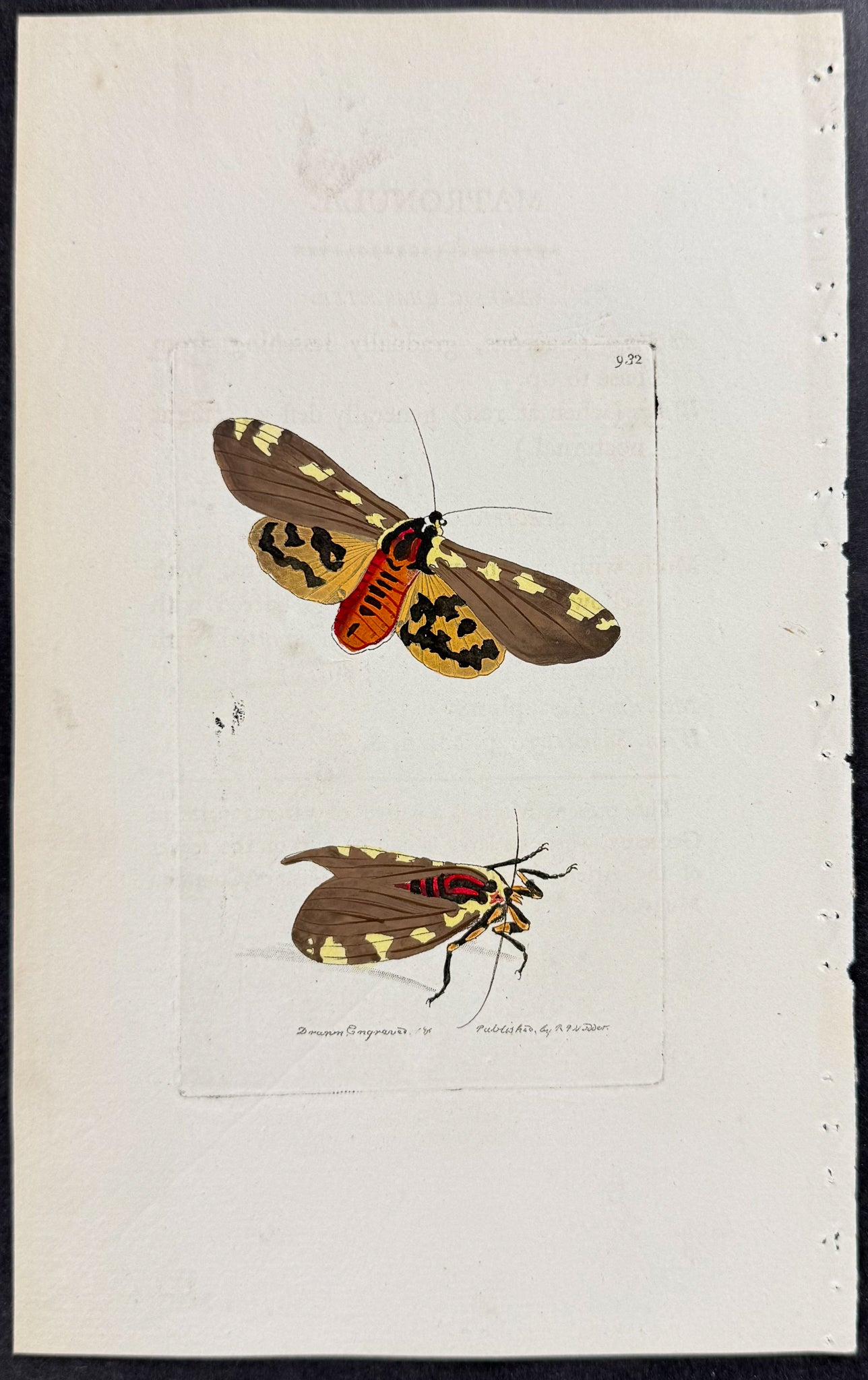 Phalaena Matronula