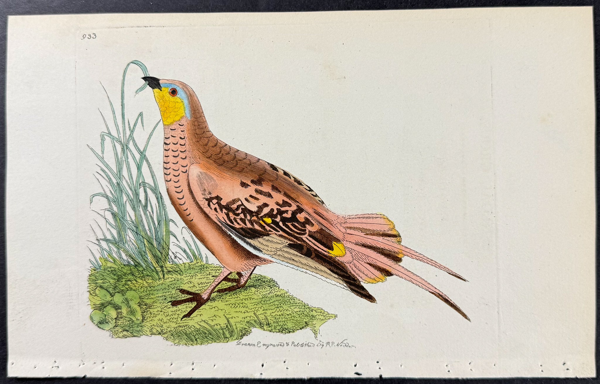 Senegal Grouse