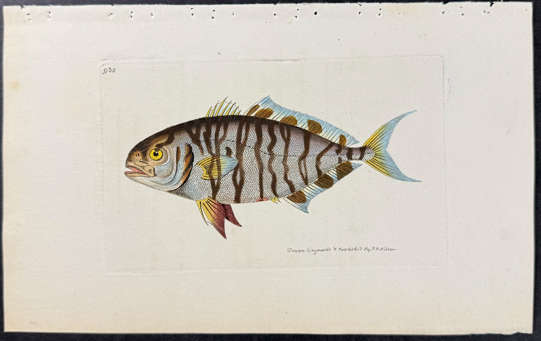 Zebra Mackrel
