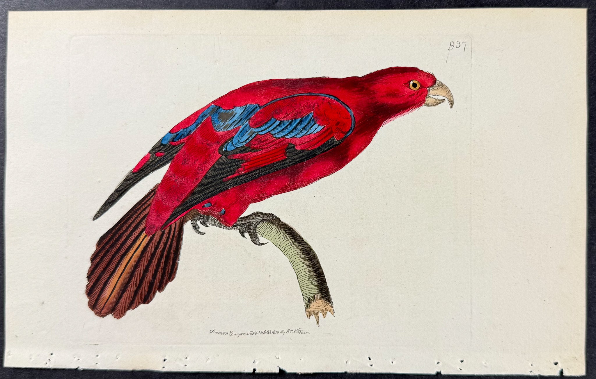 Blue-tipped Lory