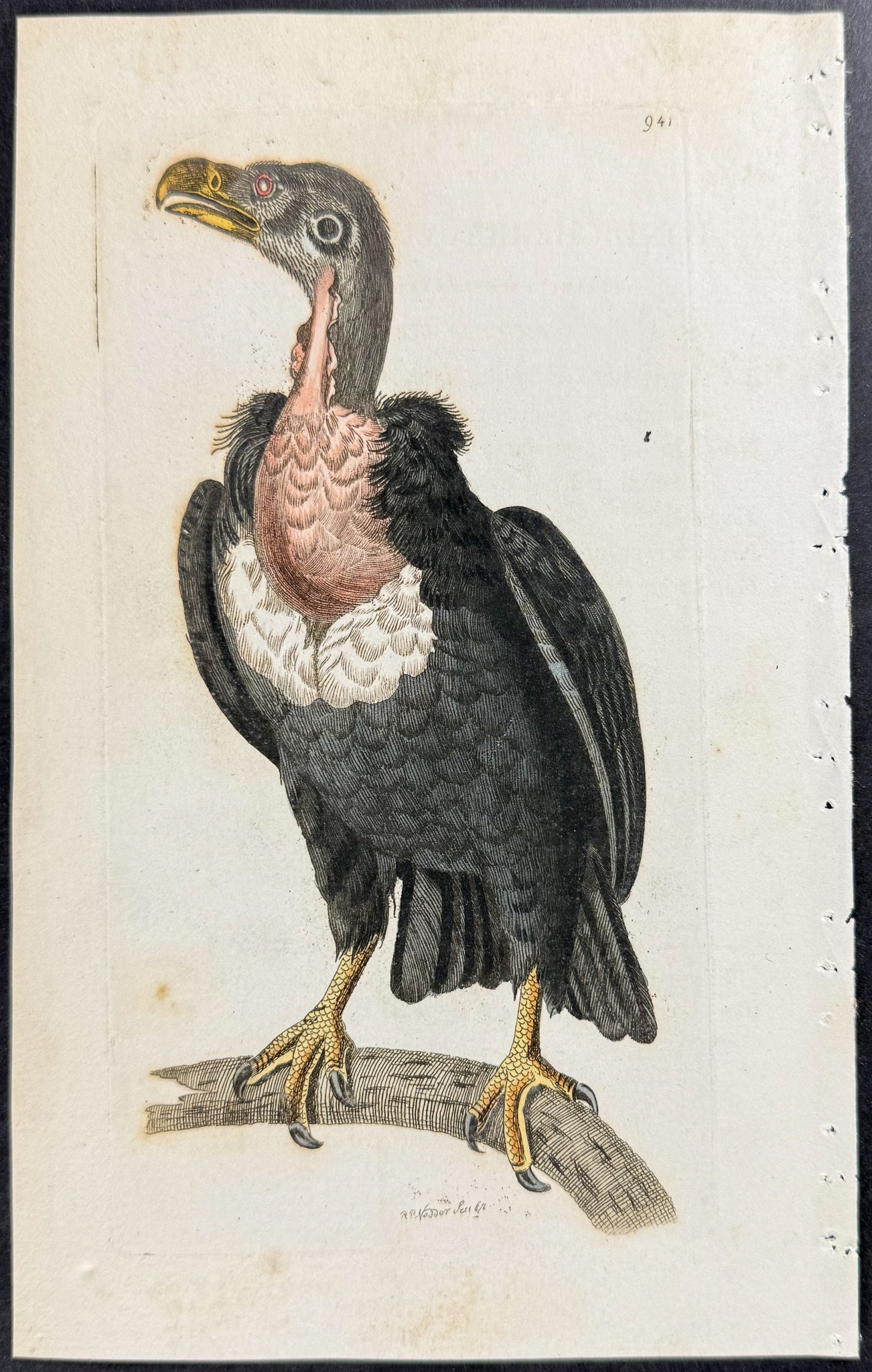 Pondicherry Vulture