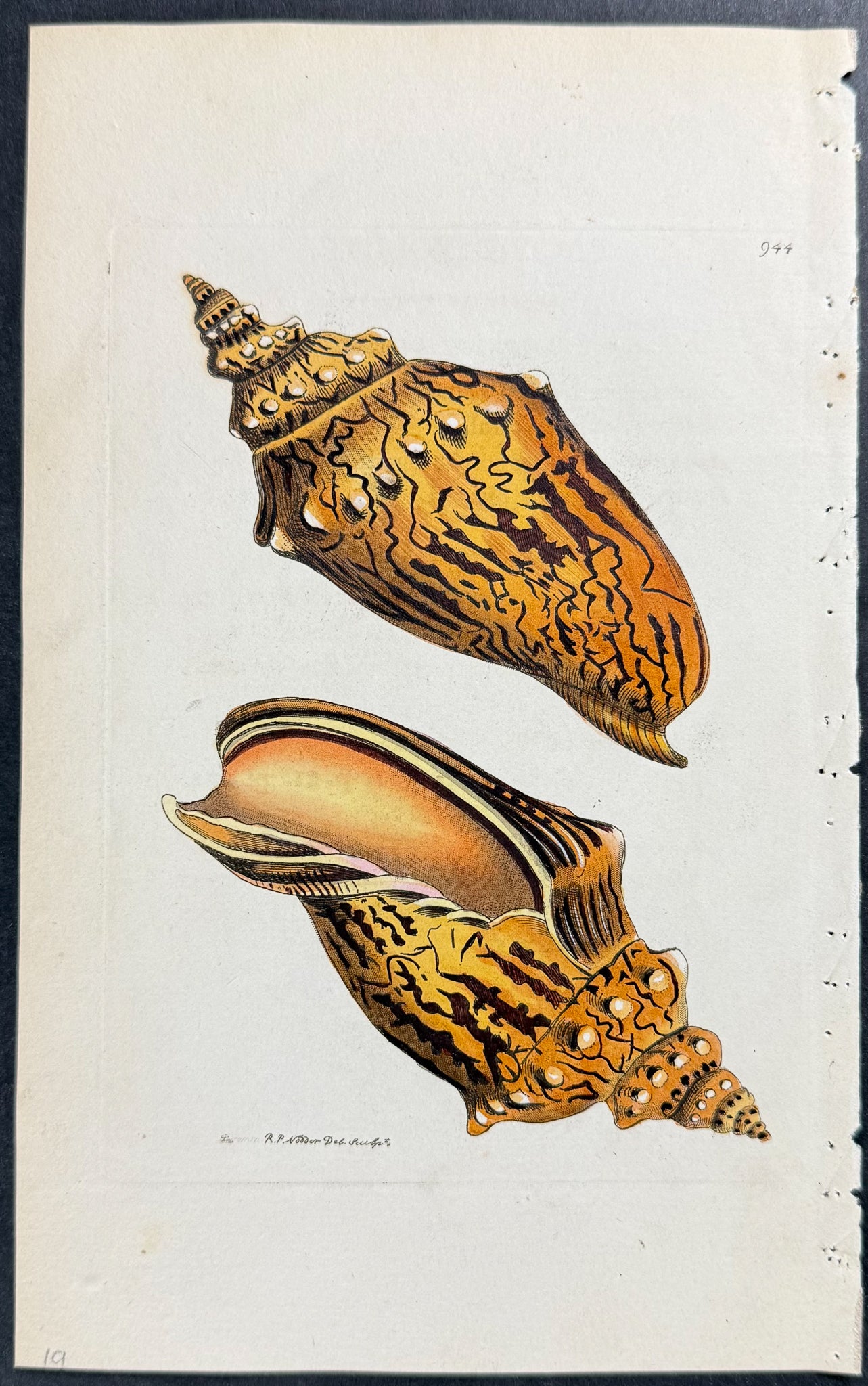Pacific Volute Shell