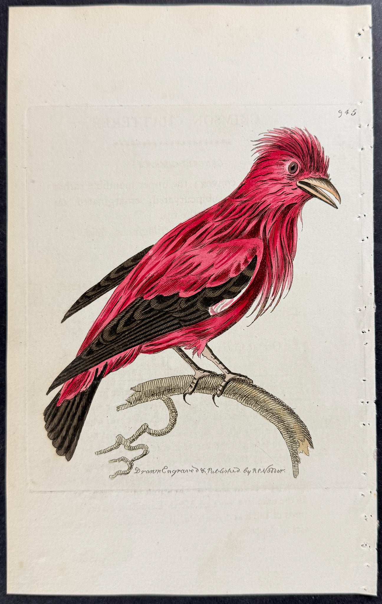 Crimson Chatterer