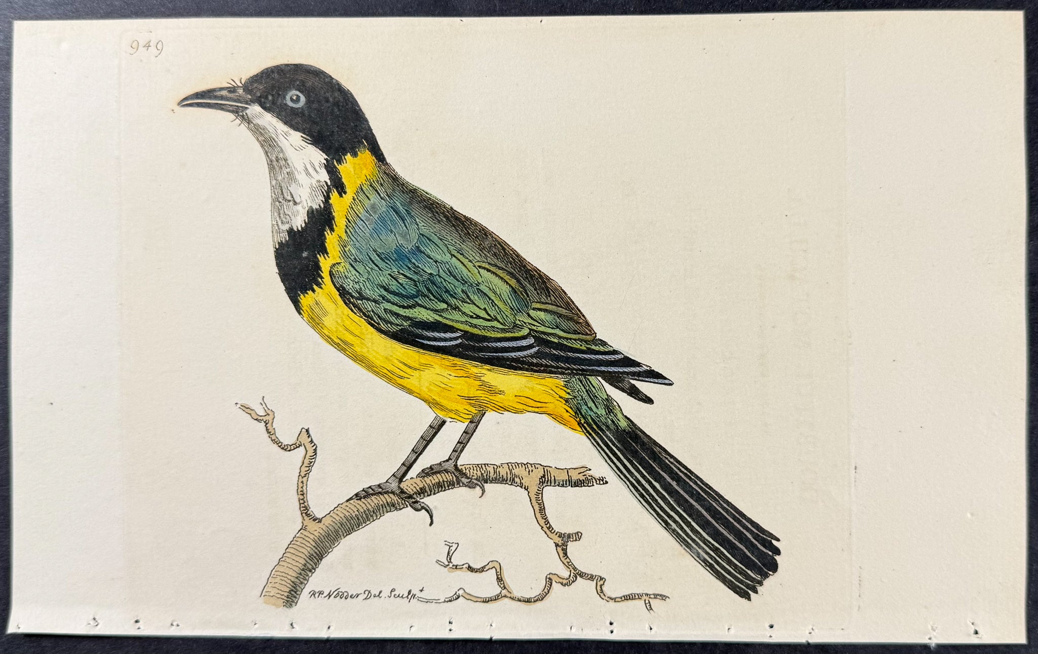 Doubtful Motacilla