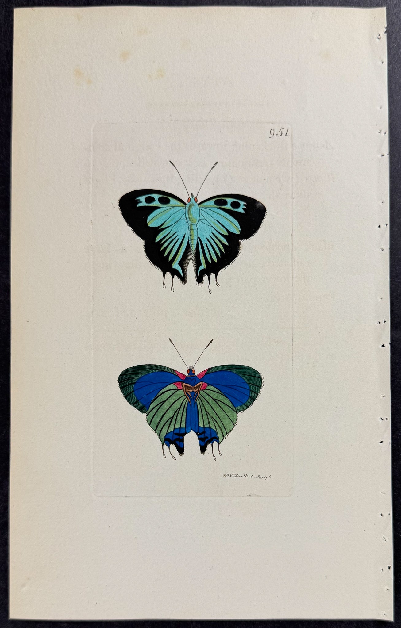 Papilio Atys Butterfly