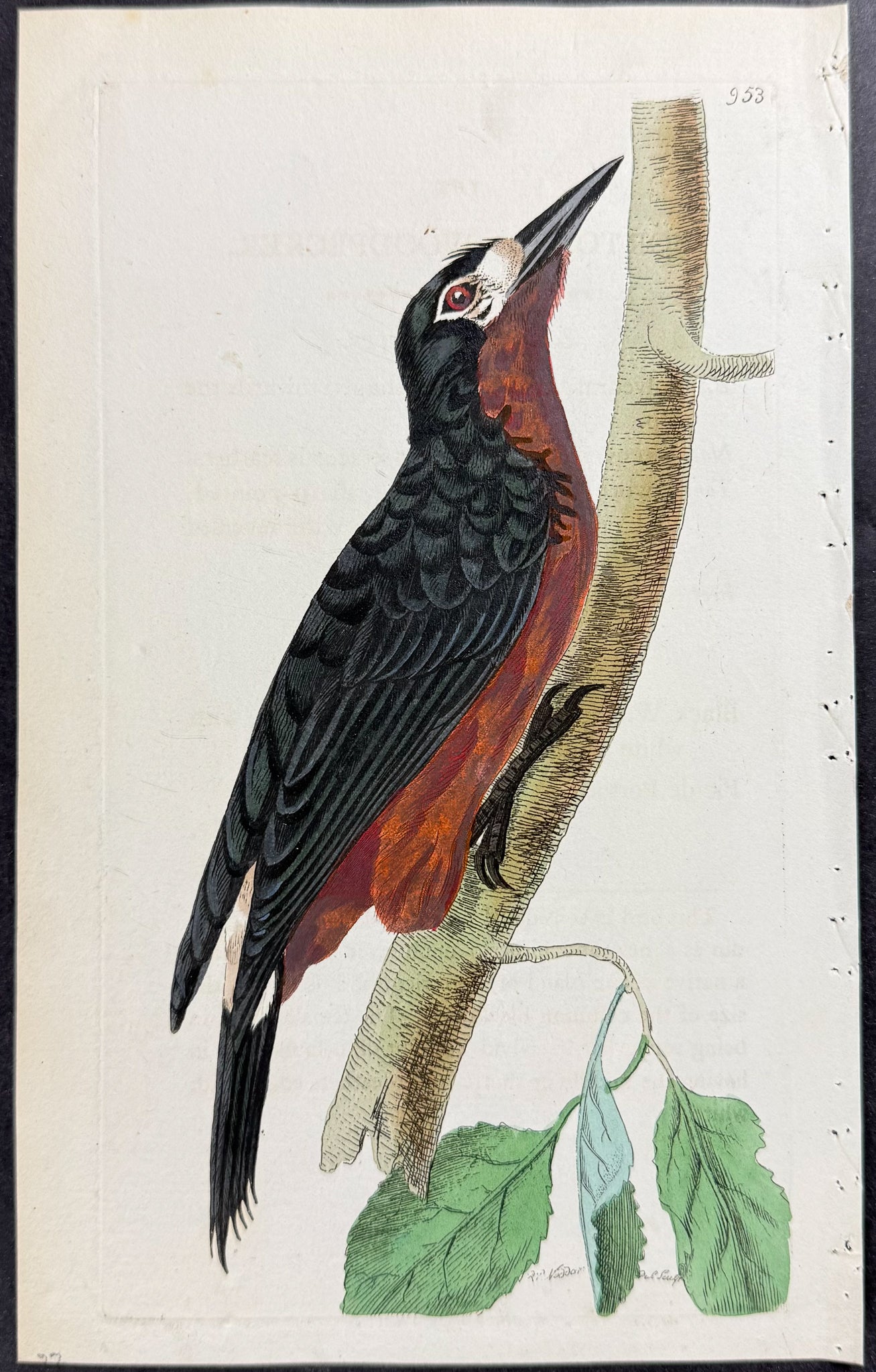 Portorico Woodpecker