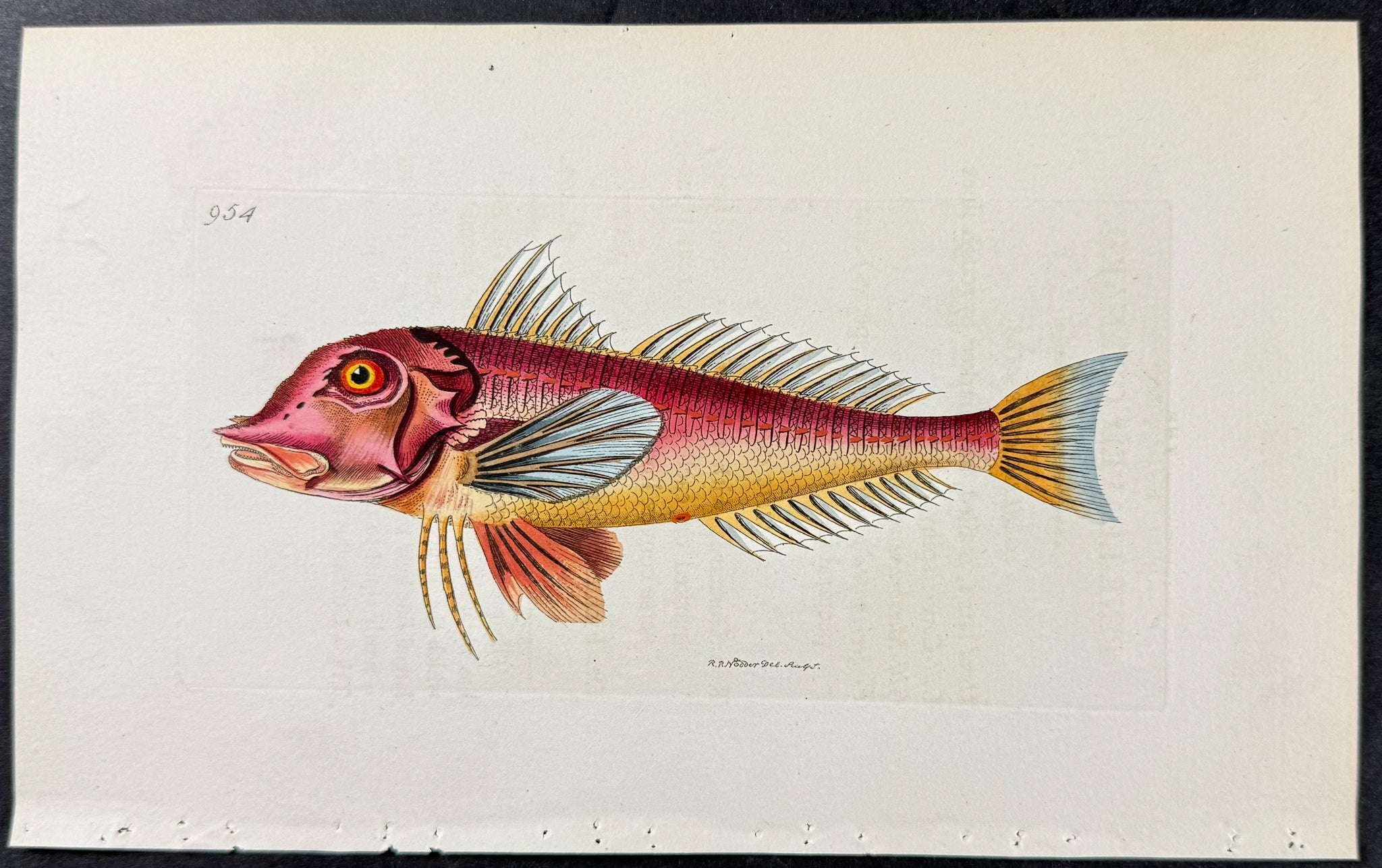 Pine-leaved Gurnard