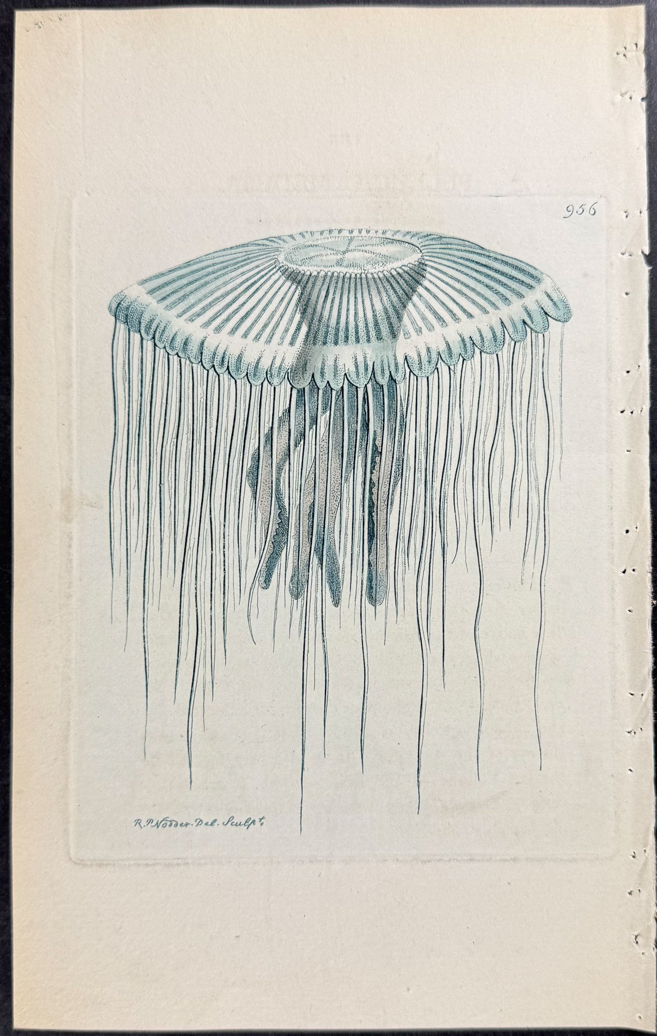 Pellucid Medusa or Jellyfish