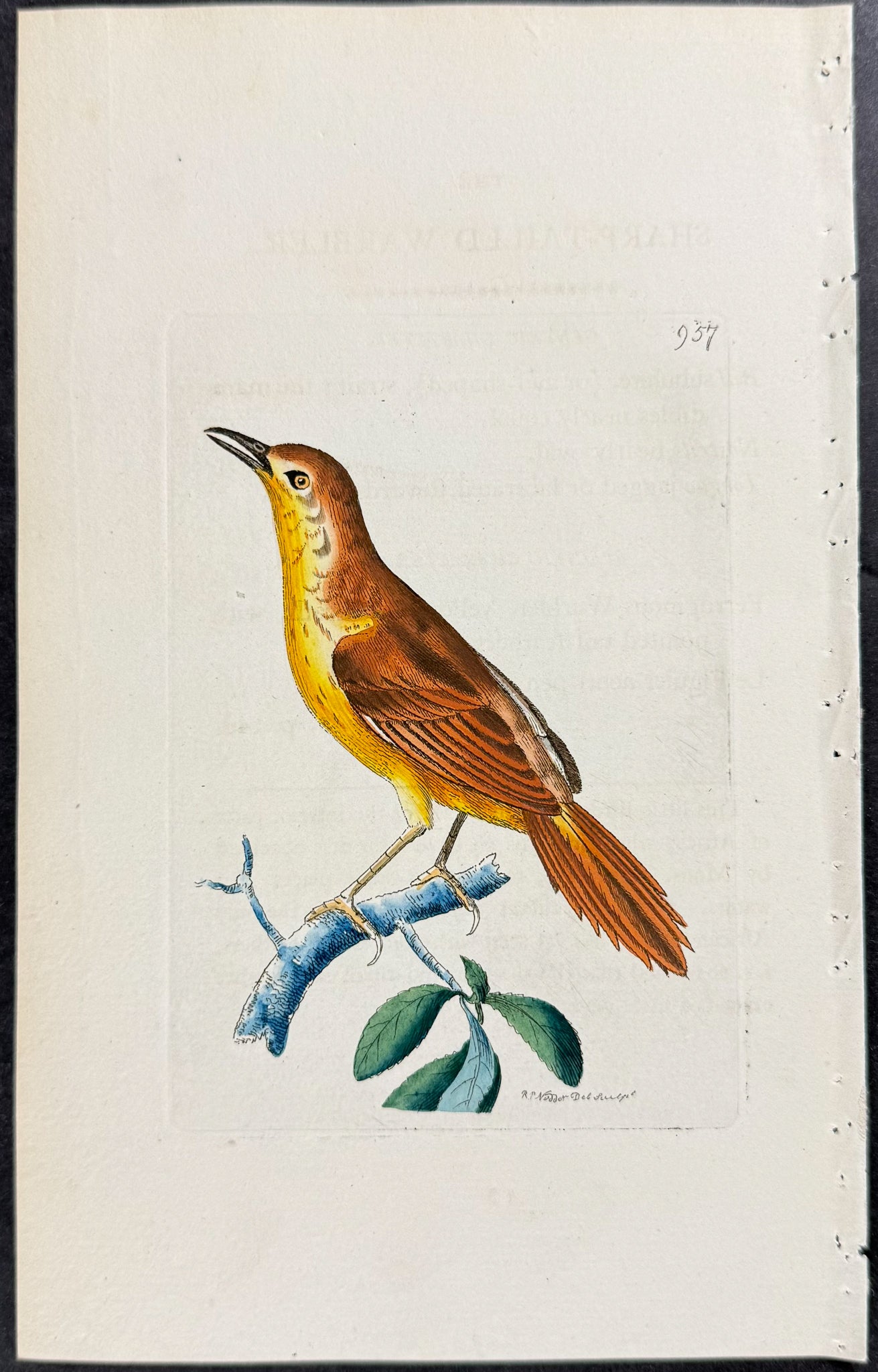 Sharp-tailed Warbler
