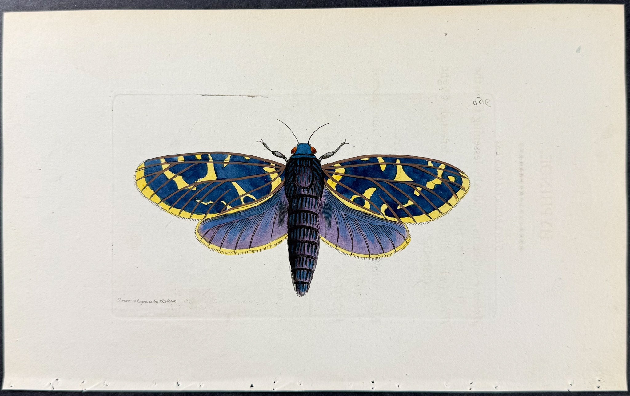 Phalaena Hyphinoe